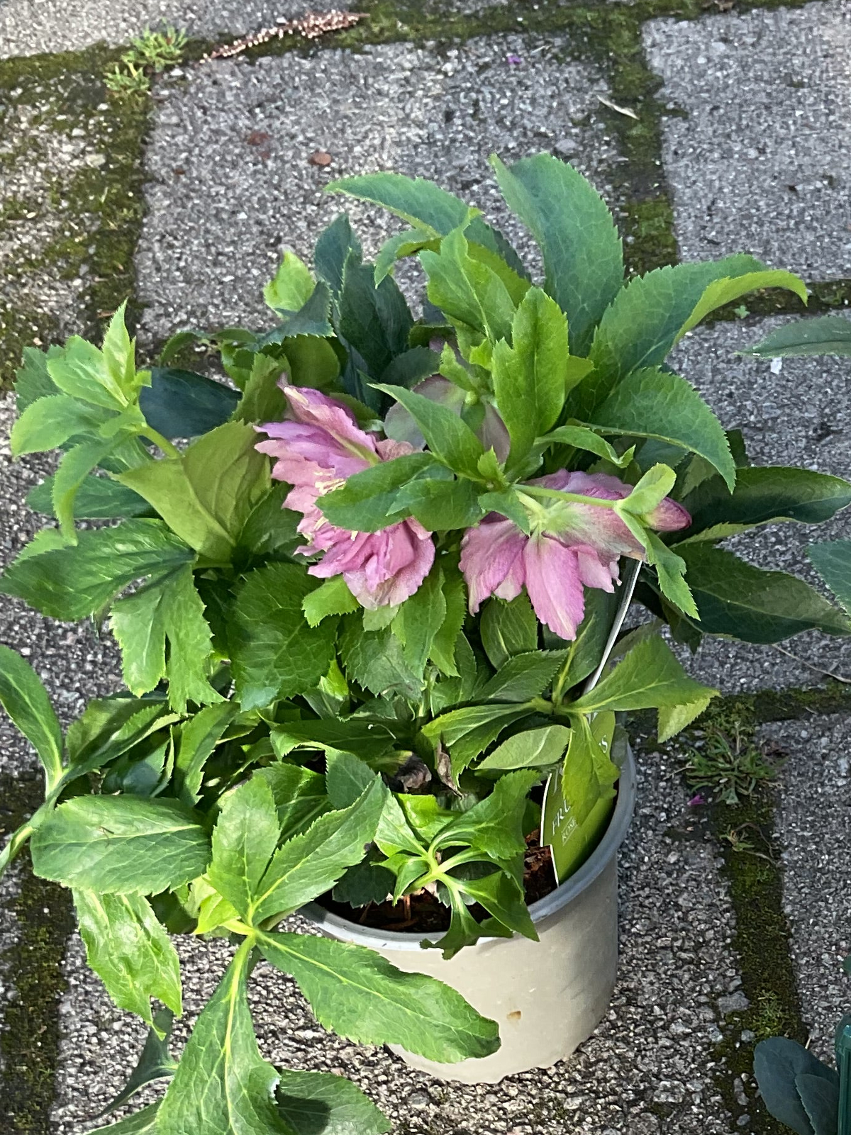 Helleborus orientalis ‘Double Ellen Red’ P15