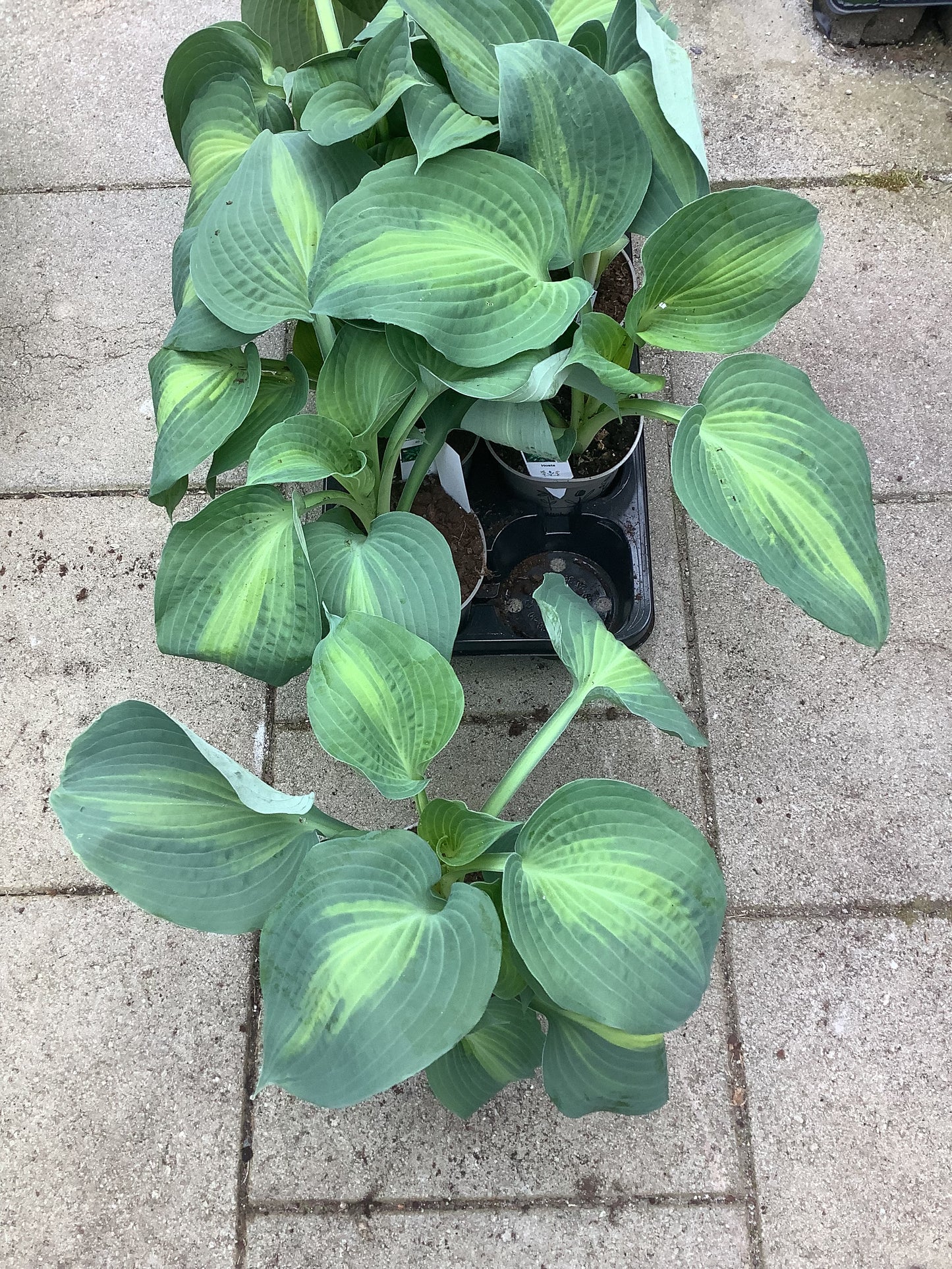 Hosta ‘Lakeside Shore Master’ P15
