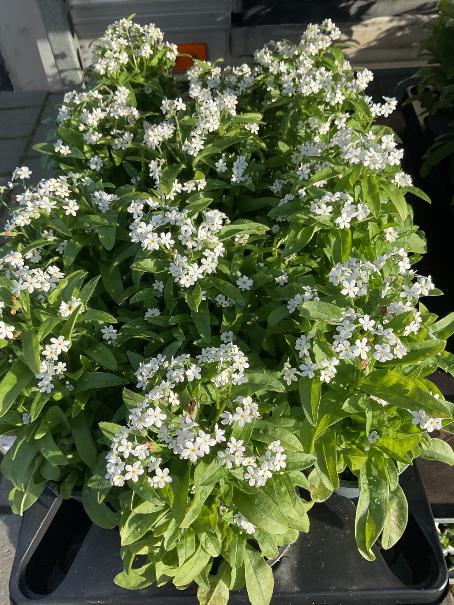 Myosotis sylvatica Hvit P11