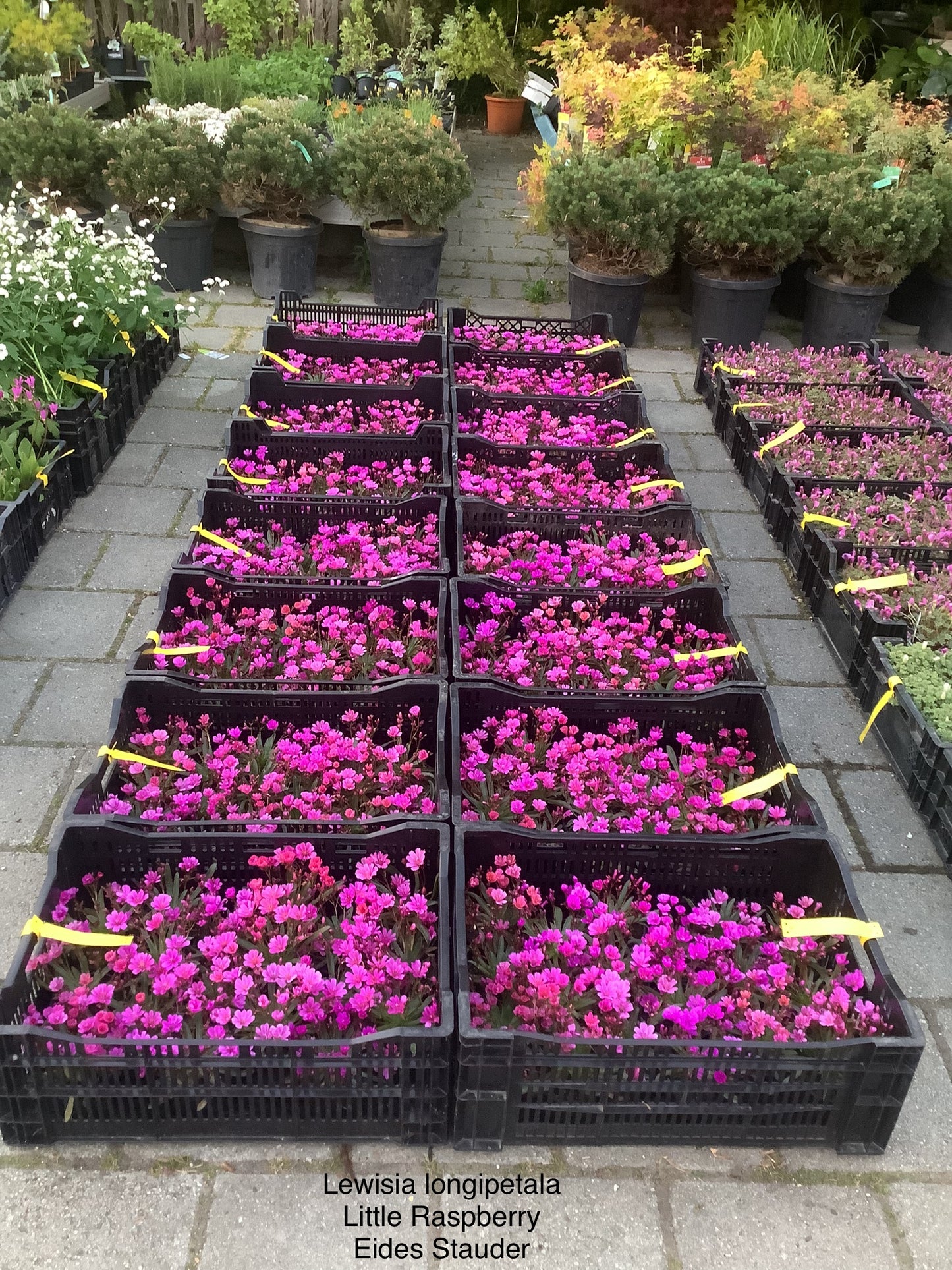 Lewisia ‘Little Raspberry’ 6 stk planter