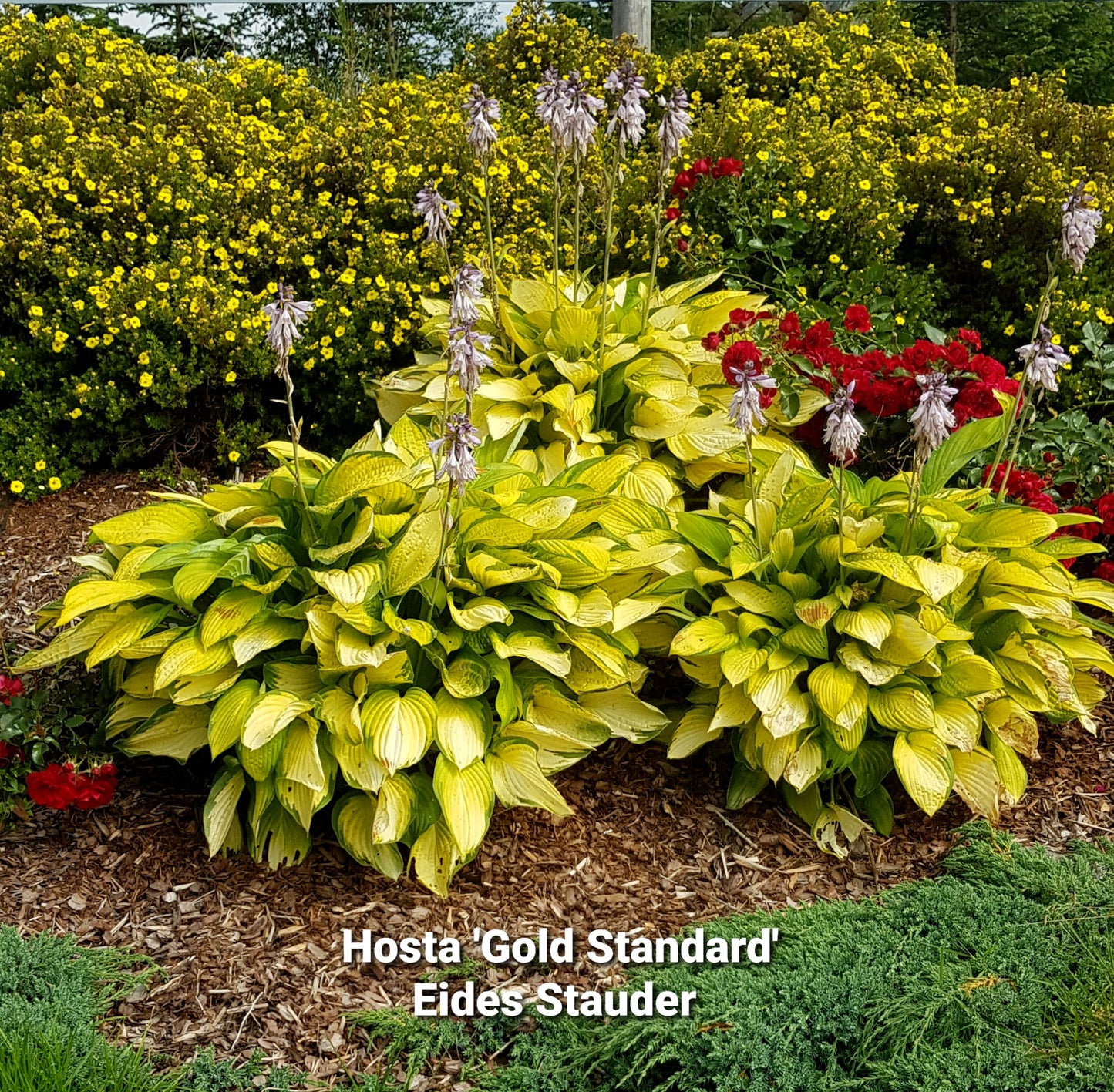 Hosta ‘Gold Standard’