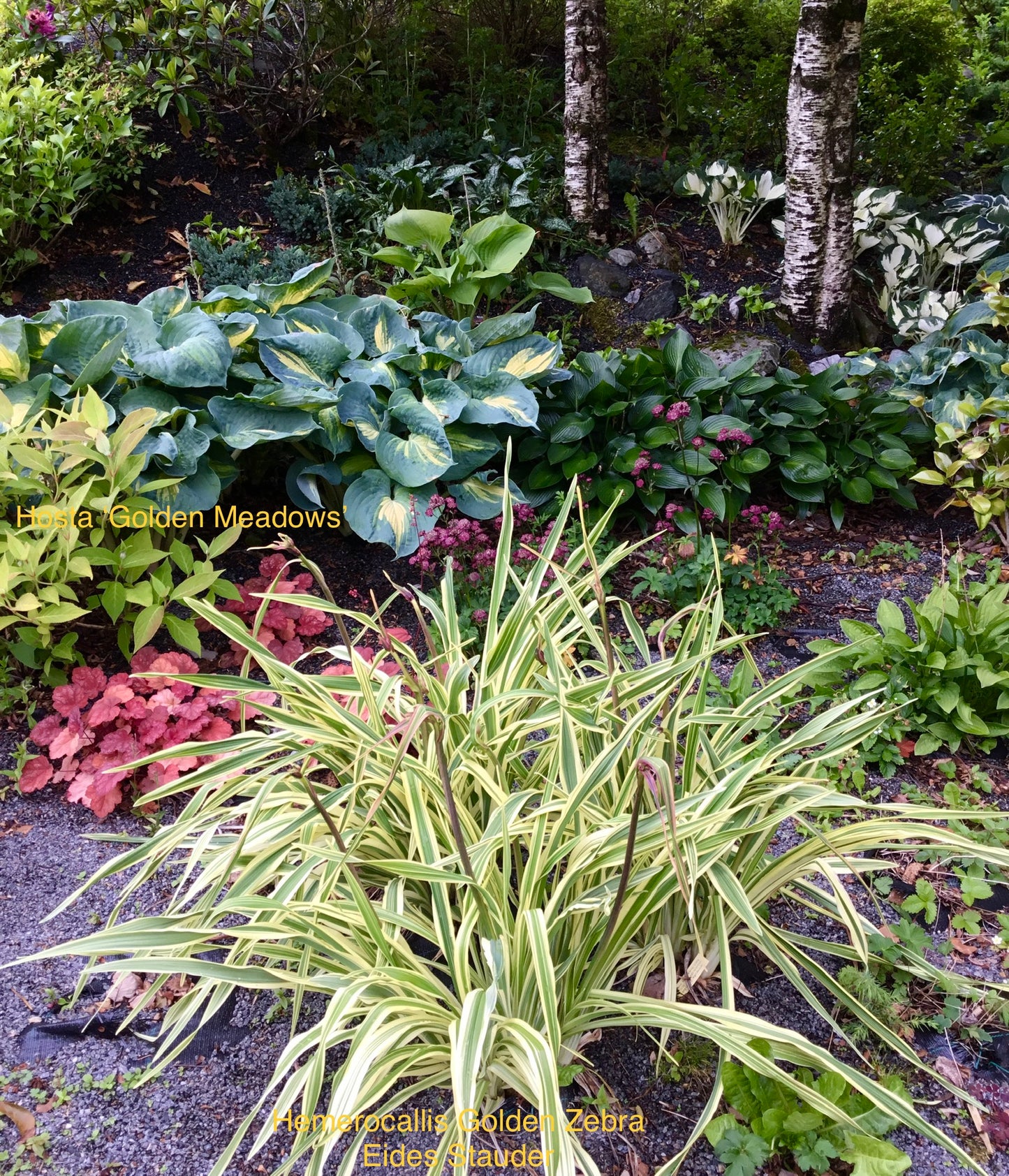 Hosta ‘Golden Meadows’ P15