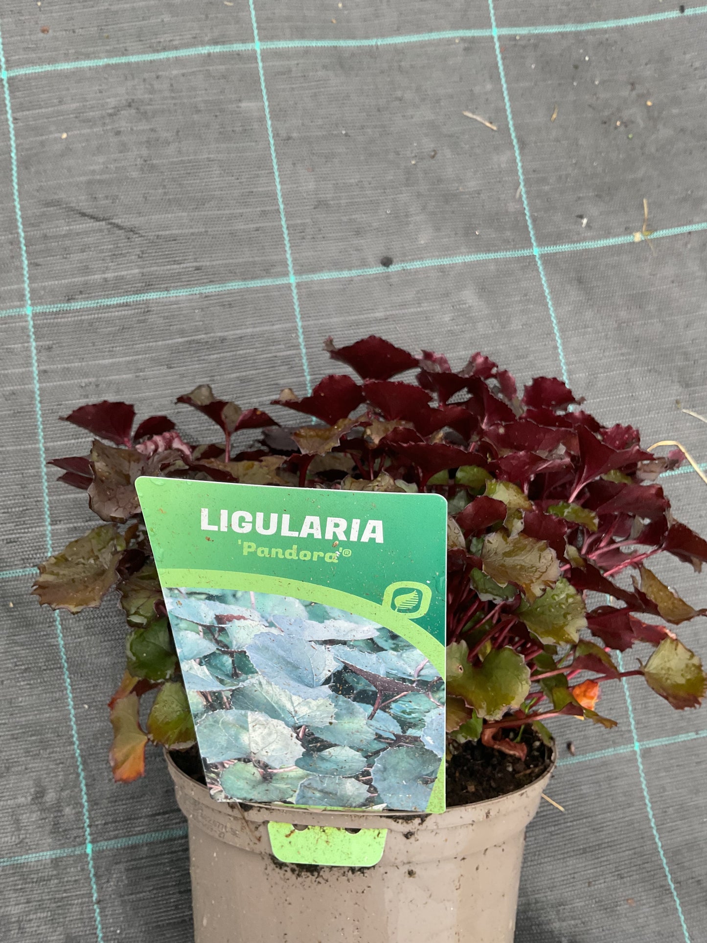 Ligularia dentata ‘Pandora’®️ P17