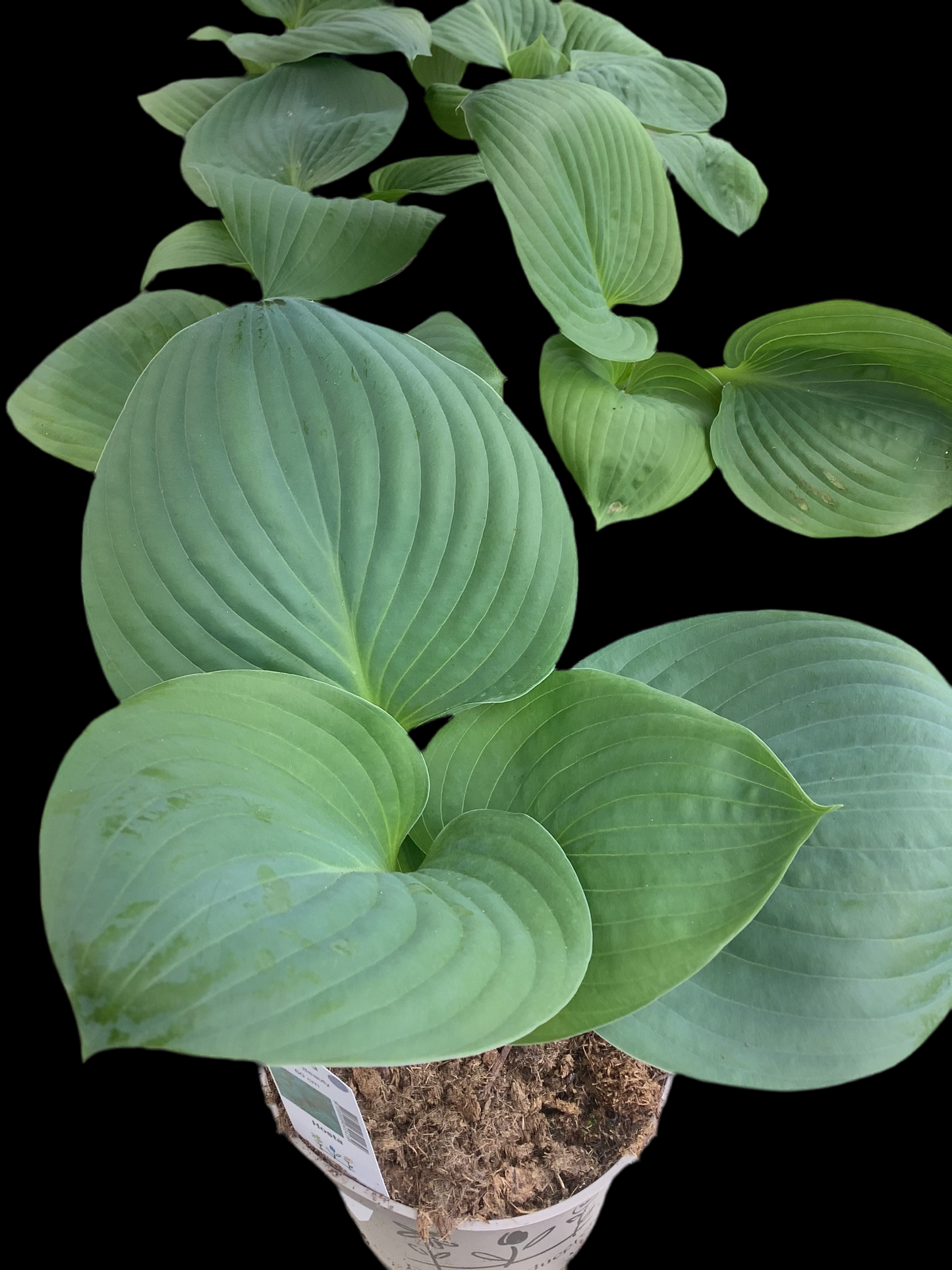 Hosta ‘Black Beauty’ P15
