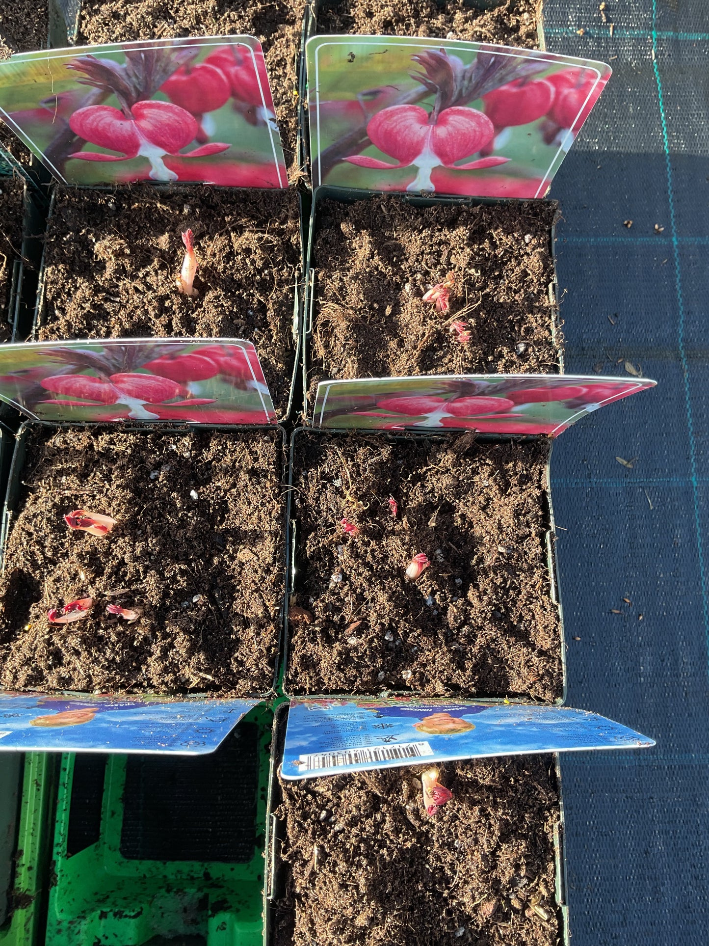 Dicentra spectabilis 'Valentine' P11x11