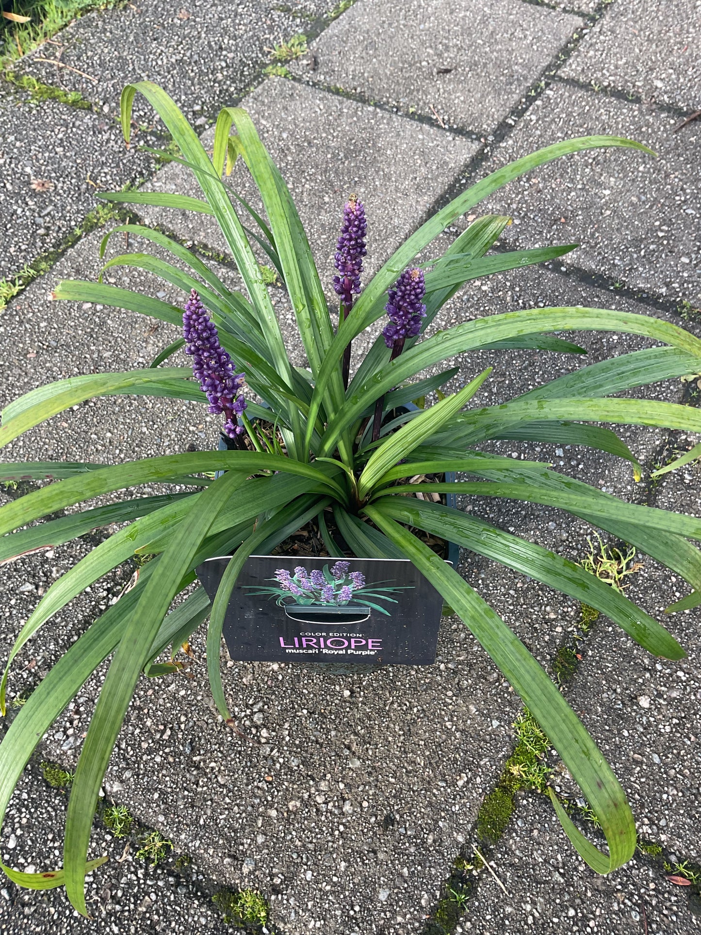 Liriope muscari ‘Royal Purple’ P17