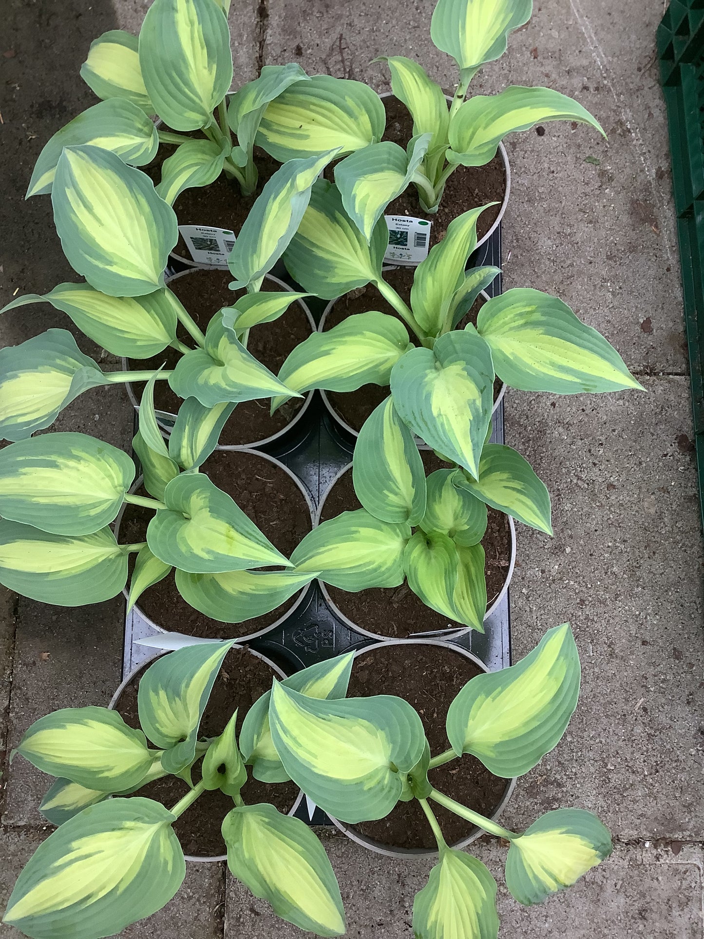 Hosta ‘Extasy’ P15