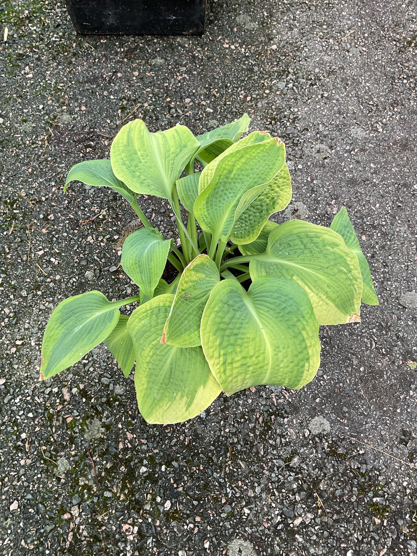 Hosta ‘Climax’ P17