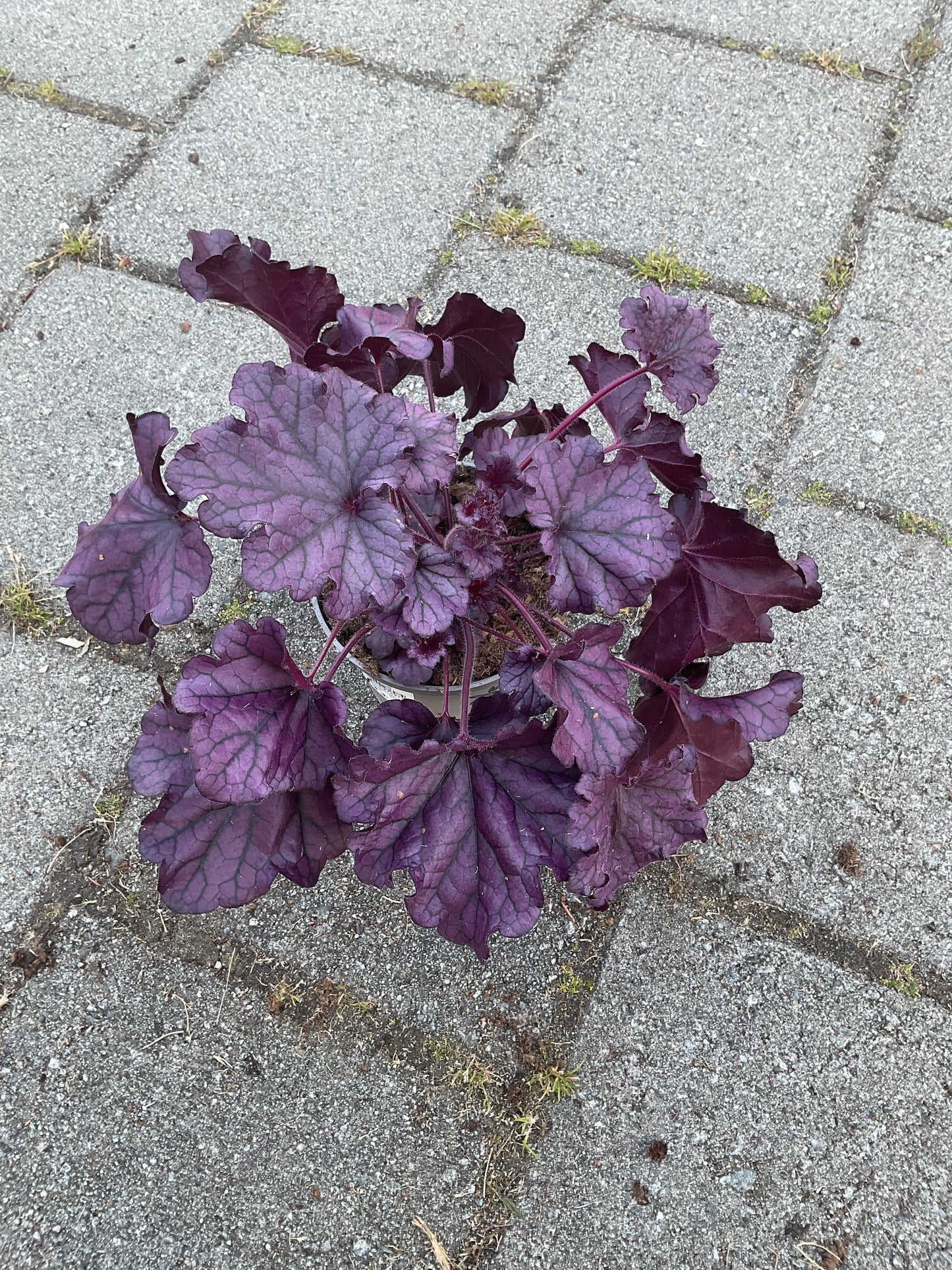 Heuchera ‘Forever Purple’ P15