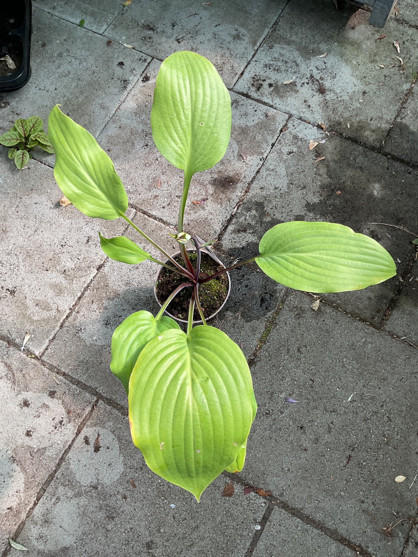 Hosta ‘Floramora’