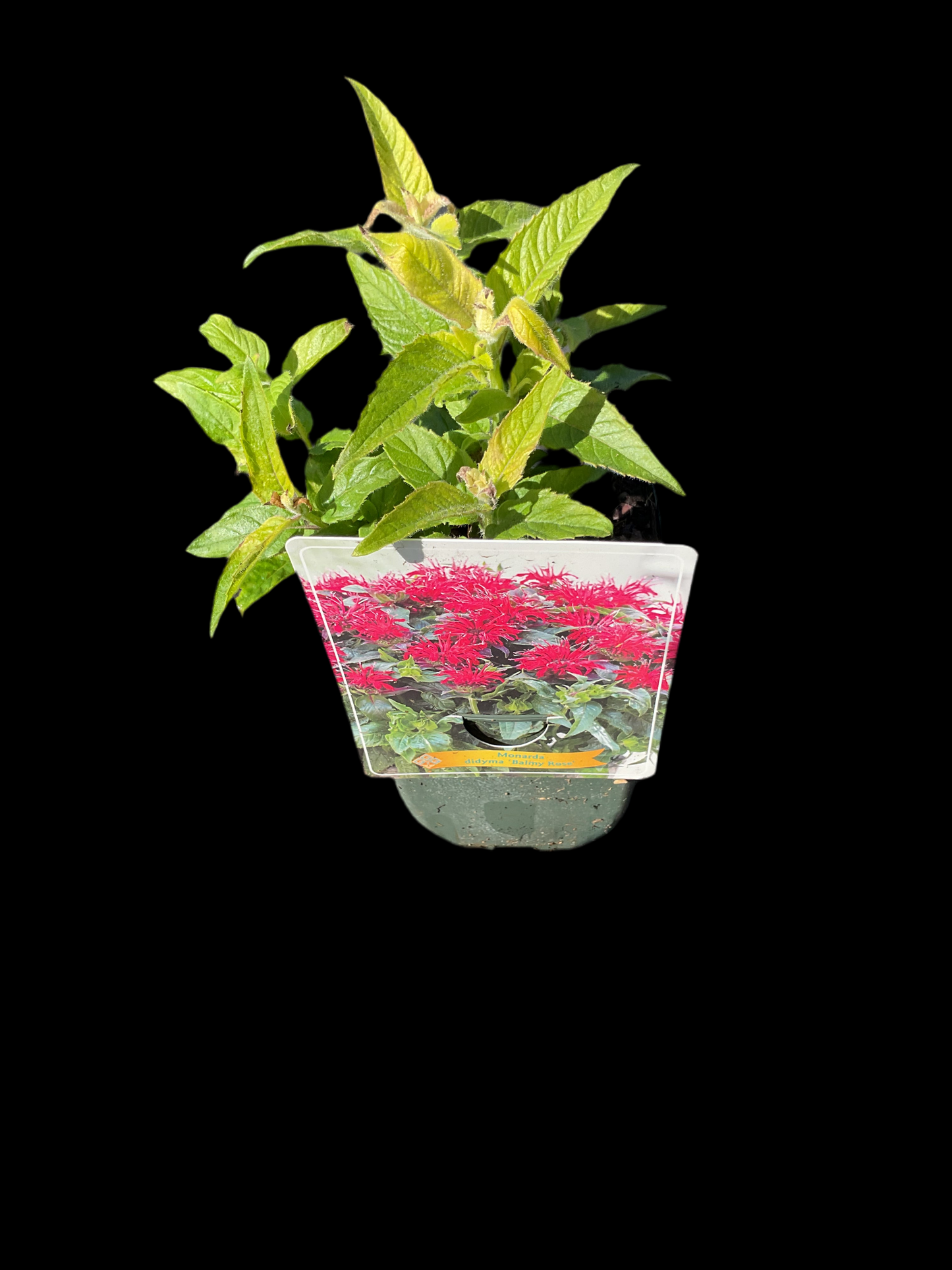 Monarda didyma ‘Balmy Rose’ P11x11