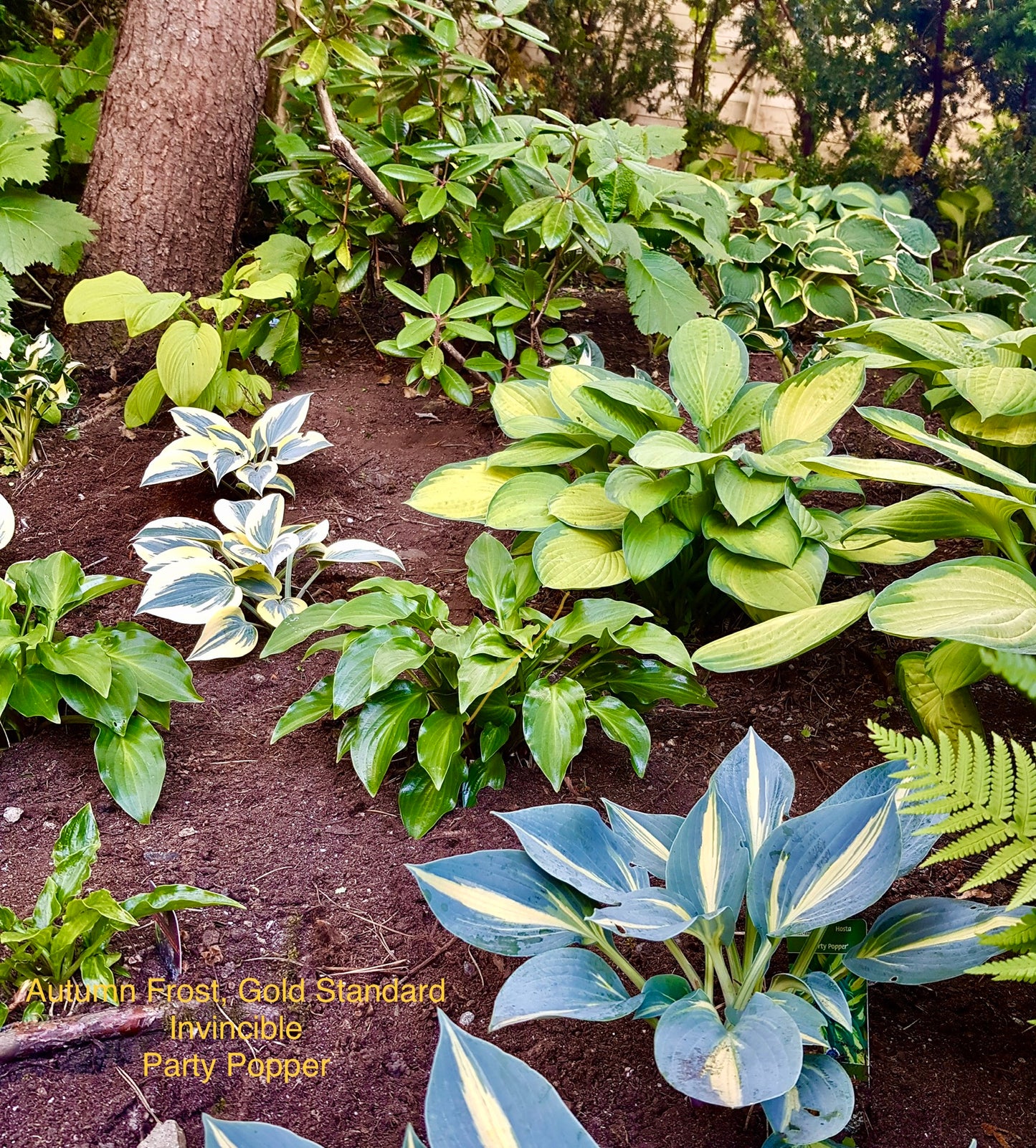 Hosta ‘Party Popper’