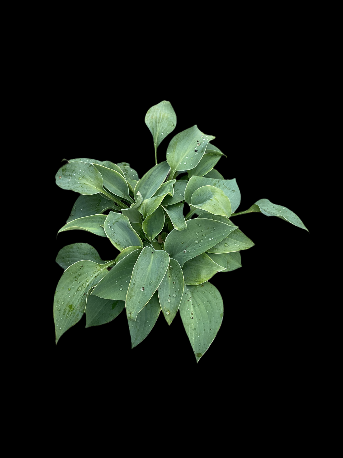 Hosta ‘Blue Boy’ P12