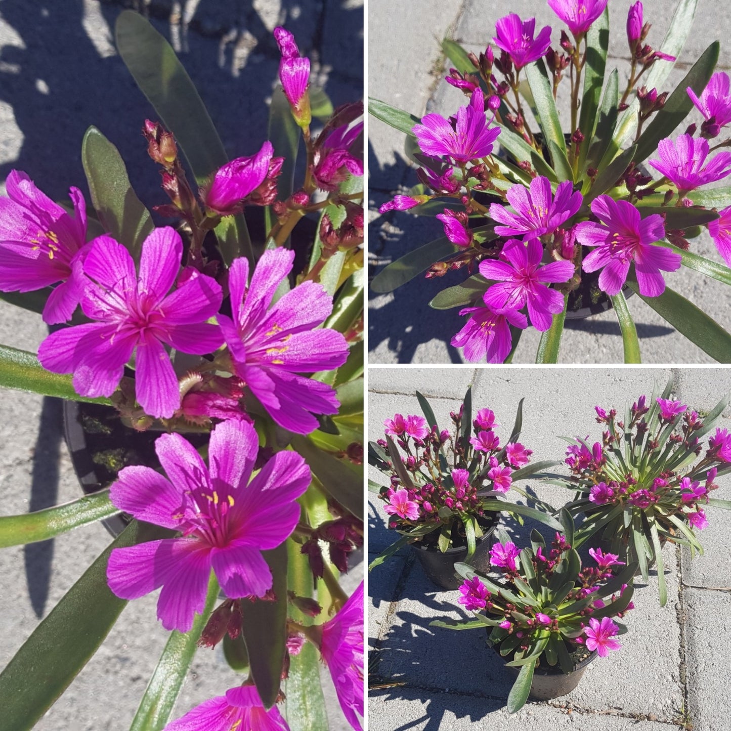 Lewisia longipetala ‘Little Raspberry’