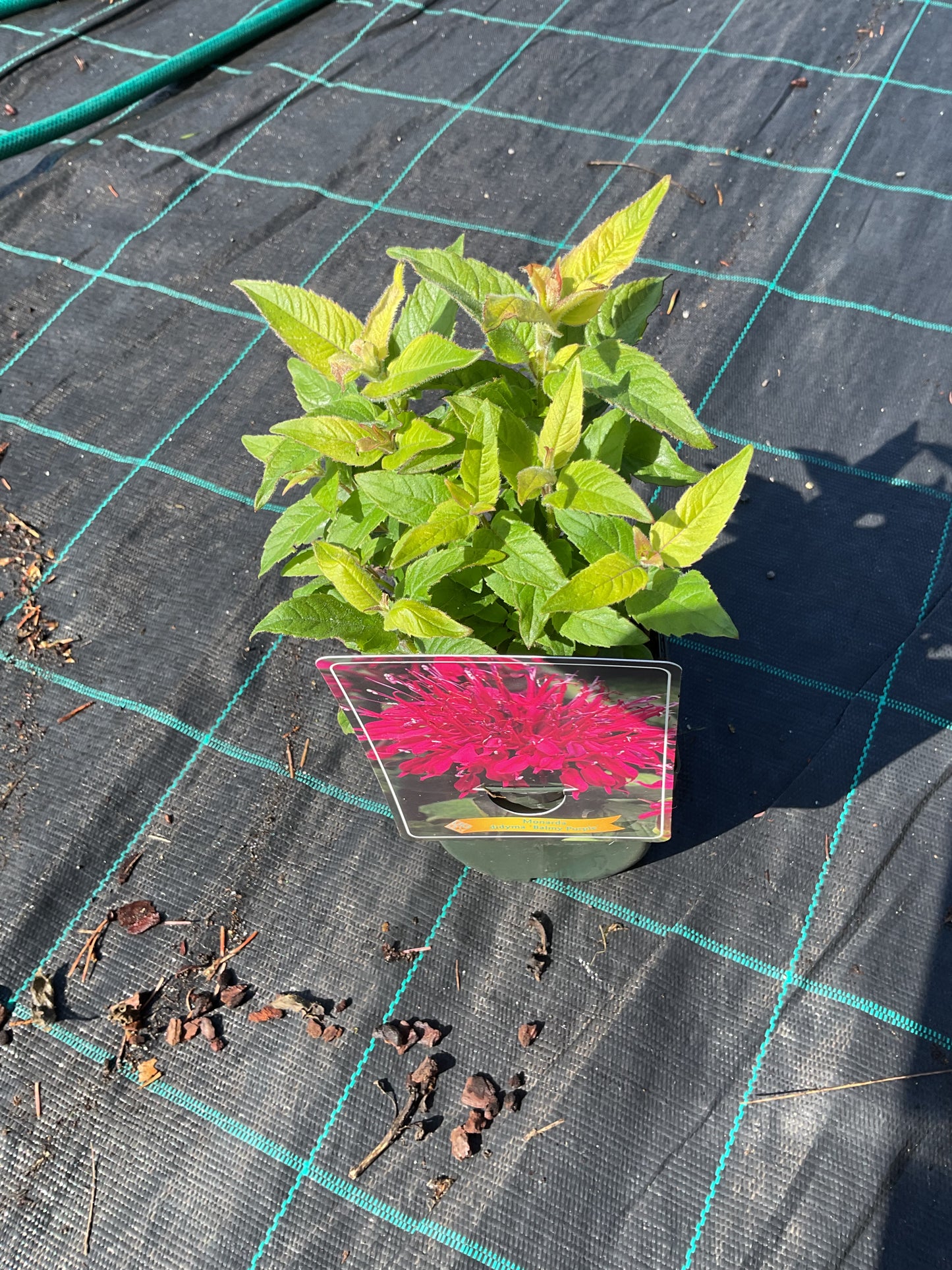 Monarda didyma ‘Balmy Purple’ P11x11