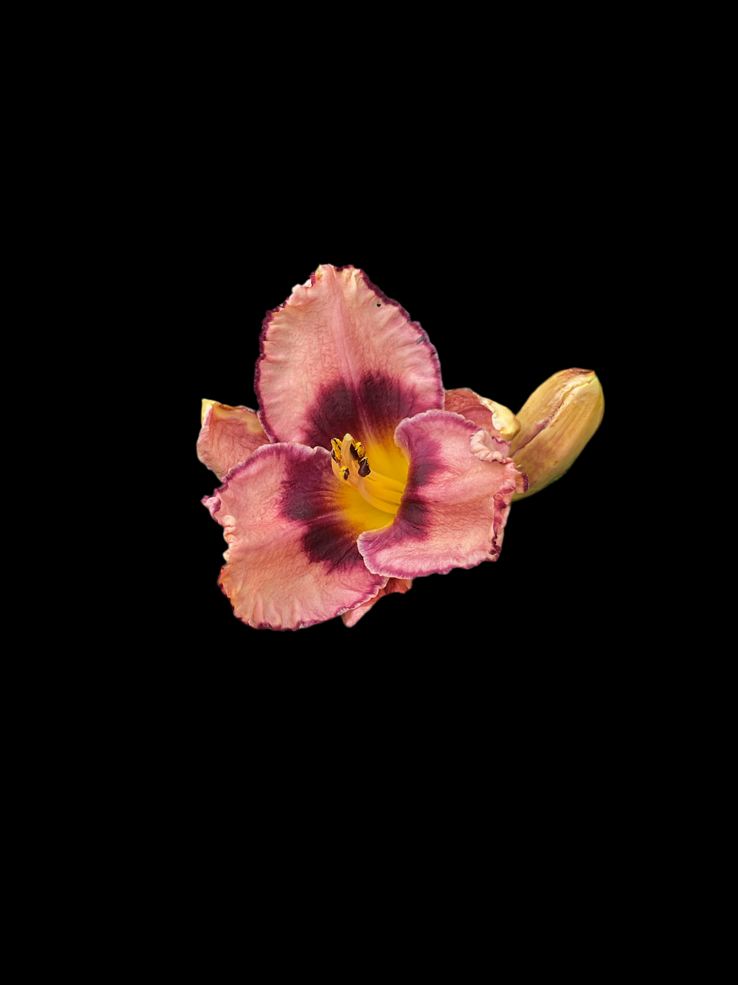 Hemerocallis ‘Macbeth’ P11x11