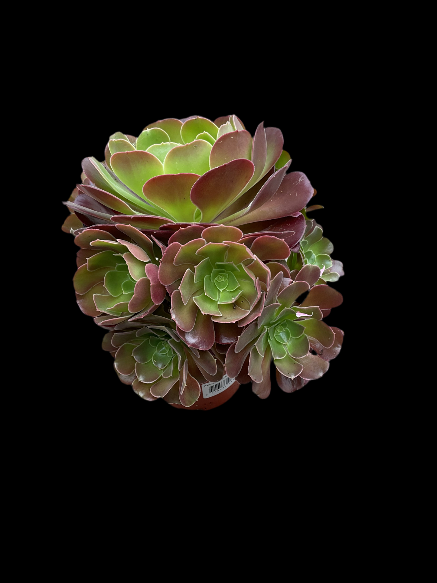 Aeonium arboreum ‘Velour’ P12