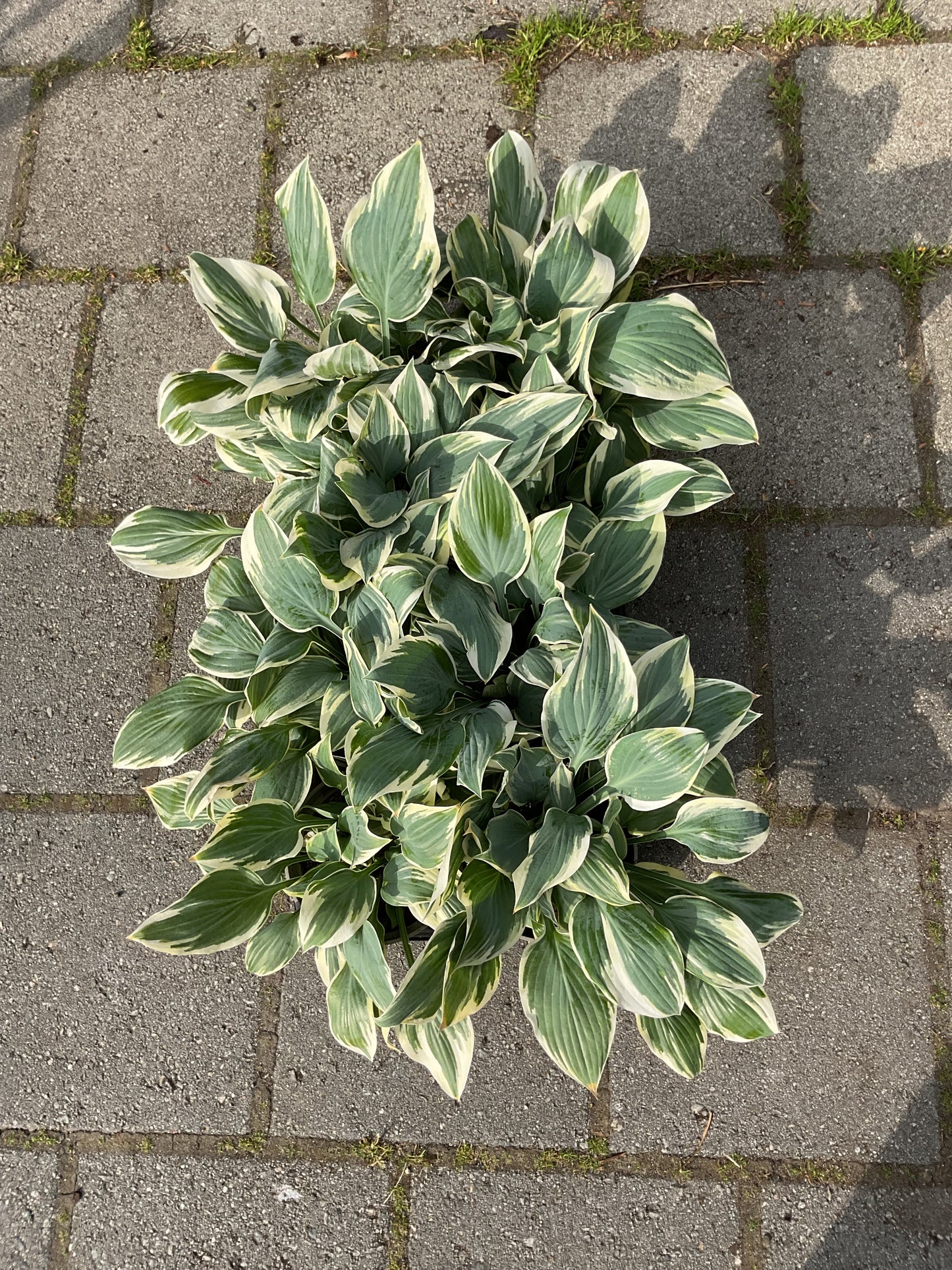 Hosta ‘Poker’