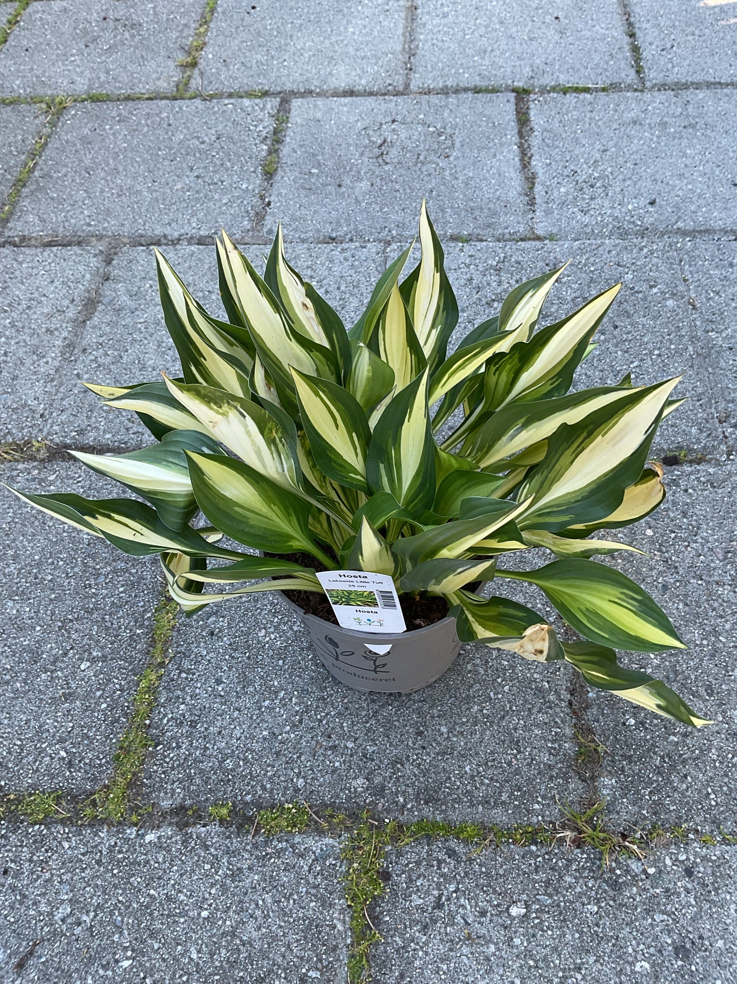 Hosta ‘Lakeside Little Tuft’
