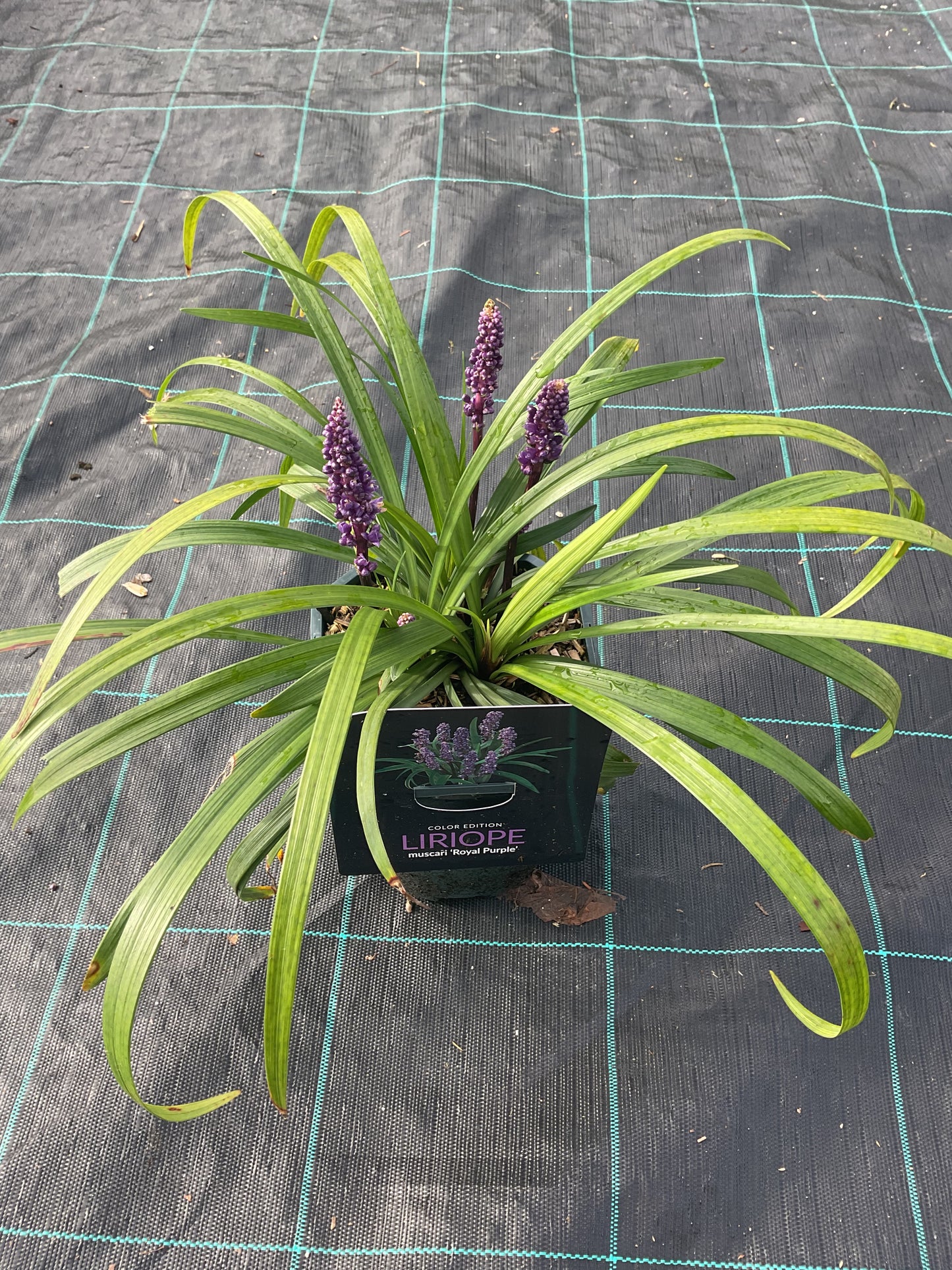 Liriope muscari ‘Royal Purple’ P17
