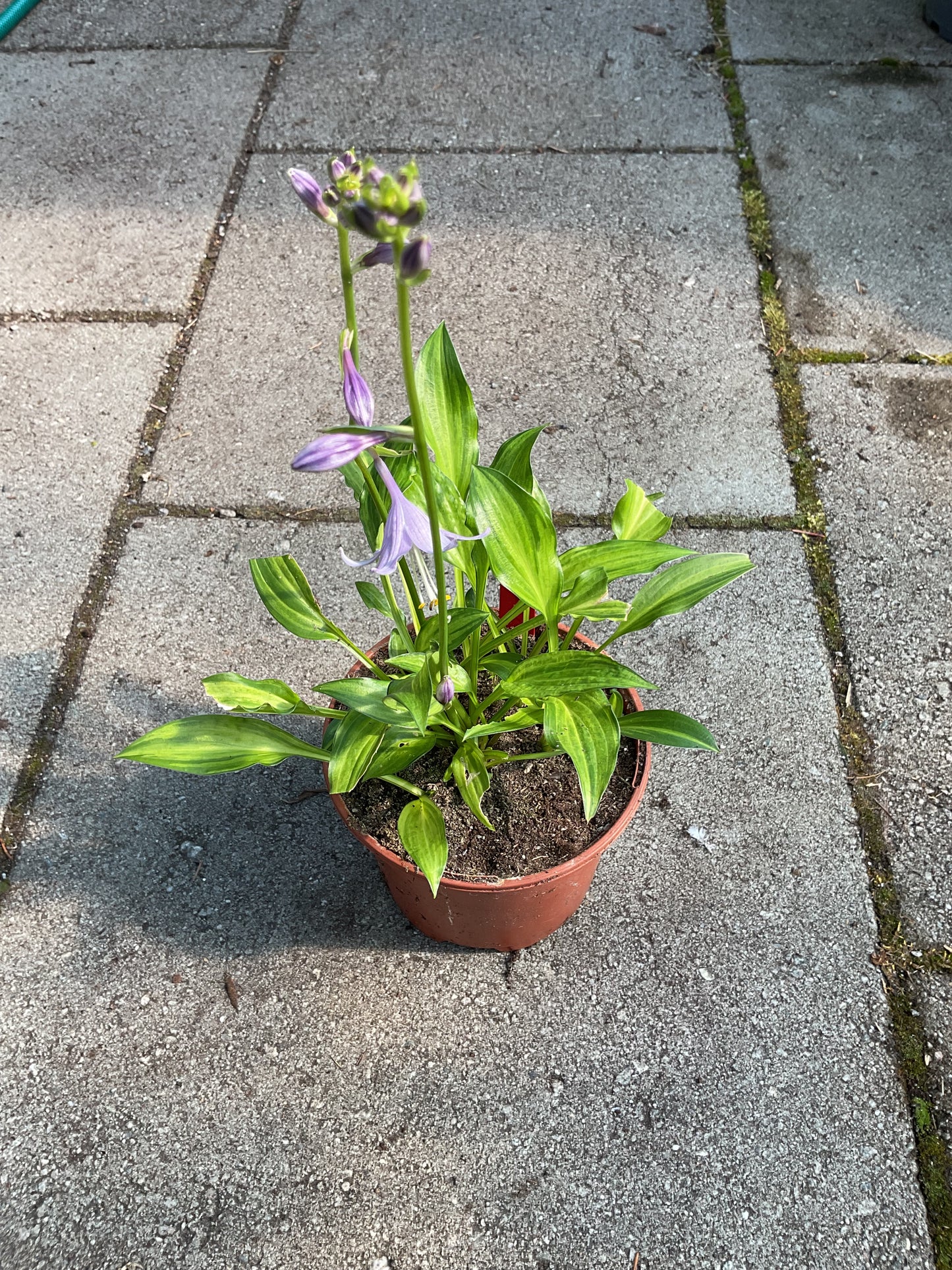 Hosta ‘Geisha’ (‘Ani Machi’)