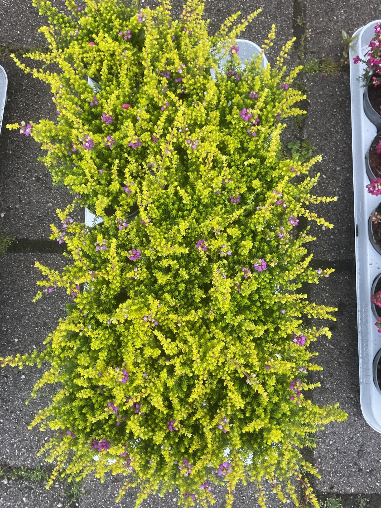 Erica cinerea Gulbladet P9