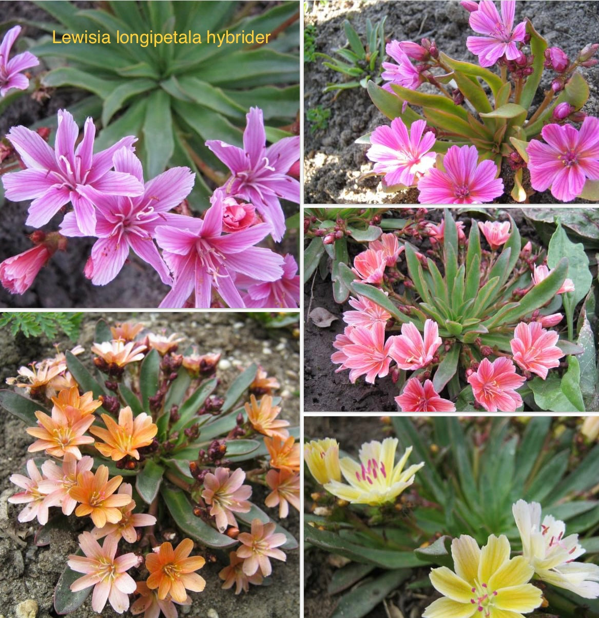 Lewisia longipetala ‘Little Plum’