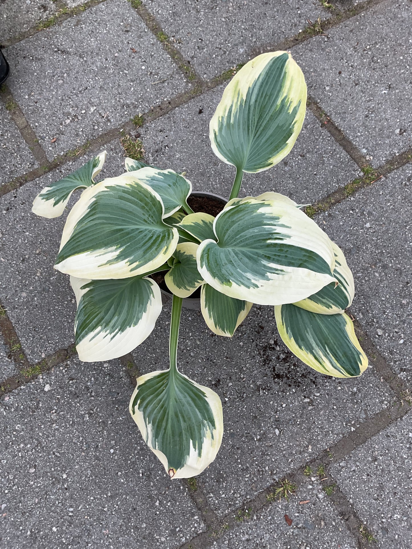 Hosta ‘Robert Frost’