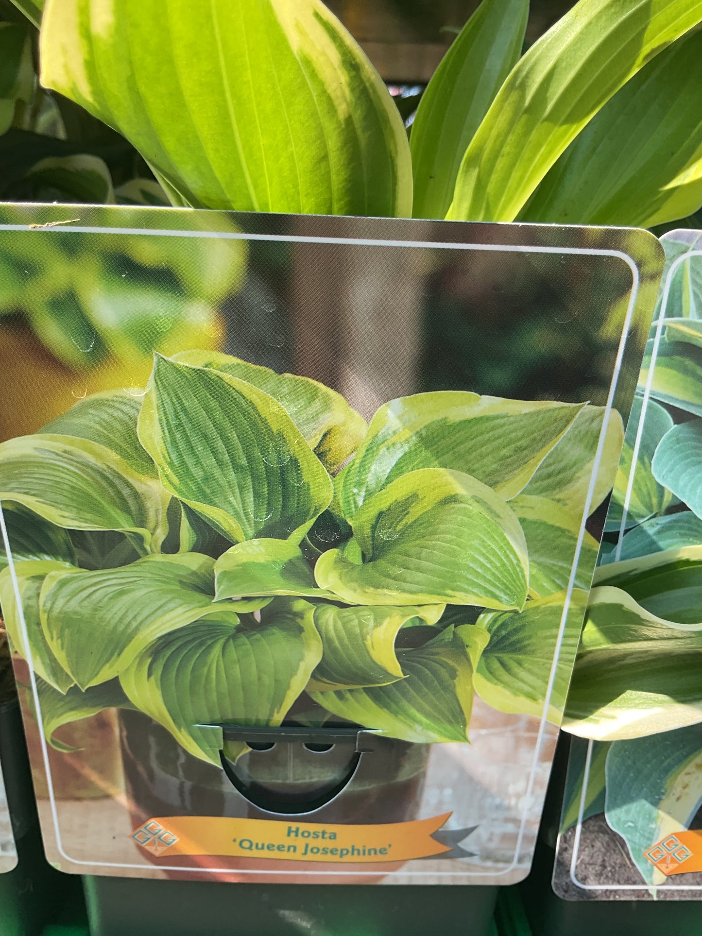 Hosta ‘Queen Josephine’ P11x11