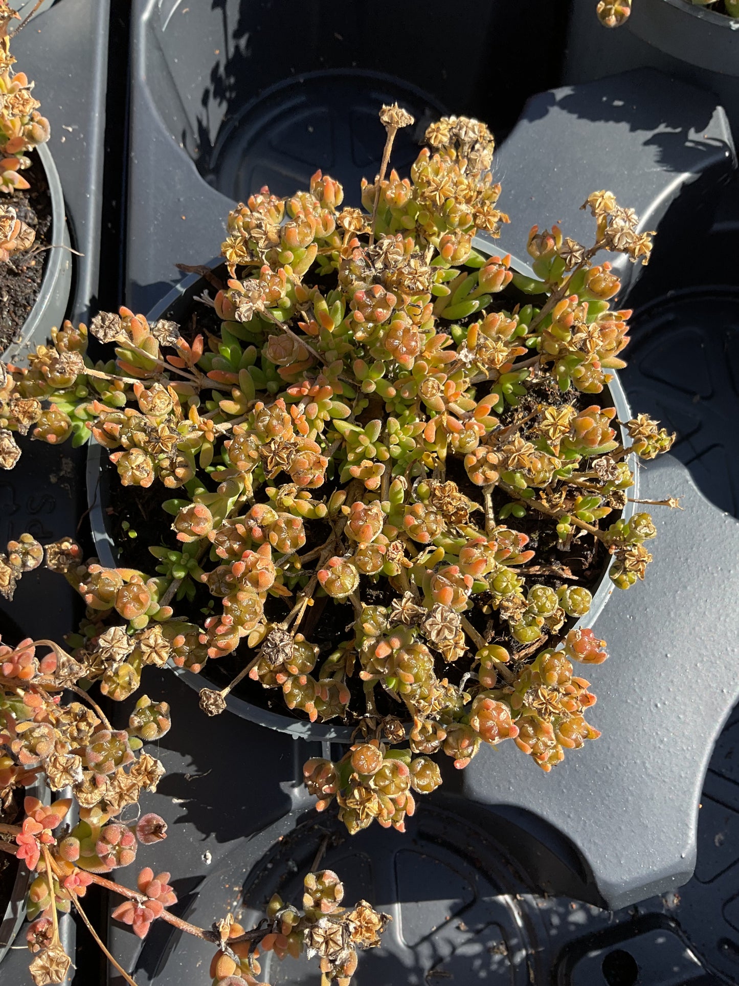 Delosperma cooperi Jewel of Desert ‘Sunstone’ P12