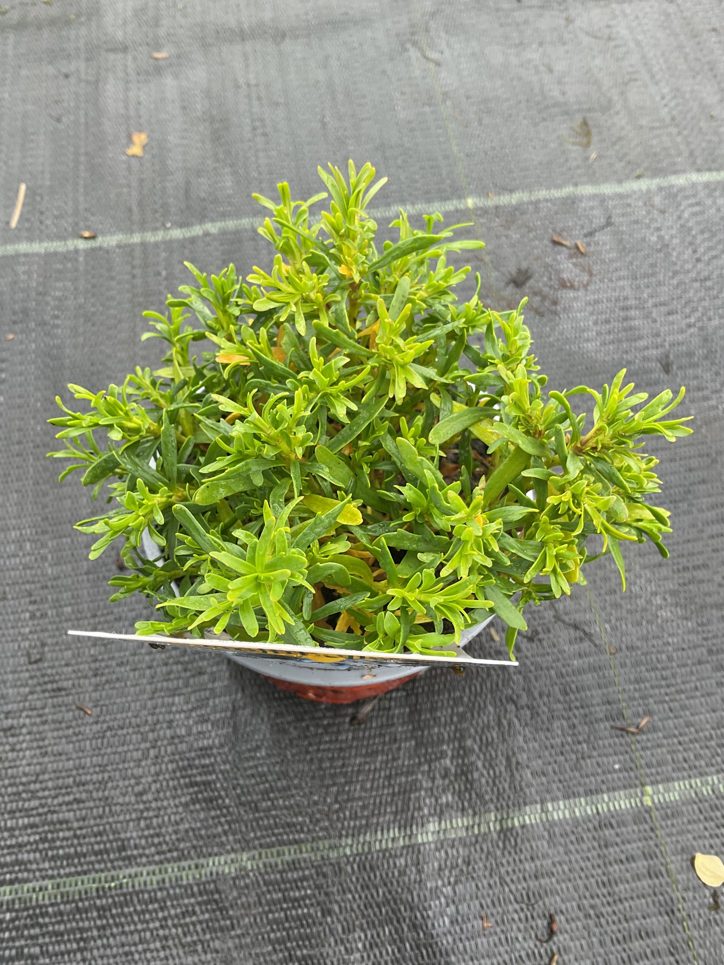 Iberis sempervirens ‘Snow Cone’ P11