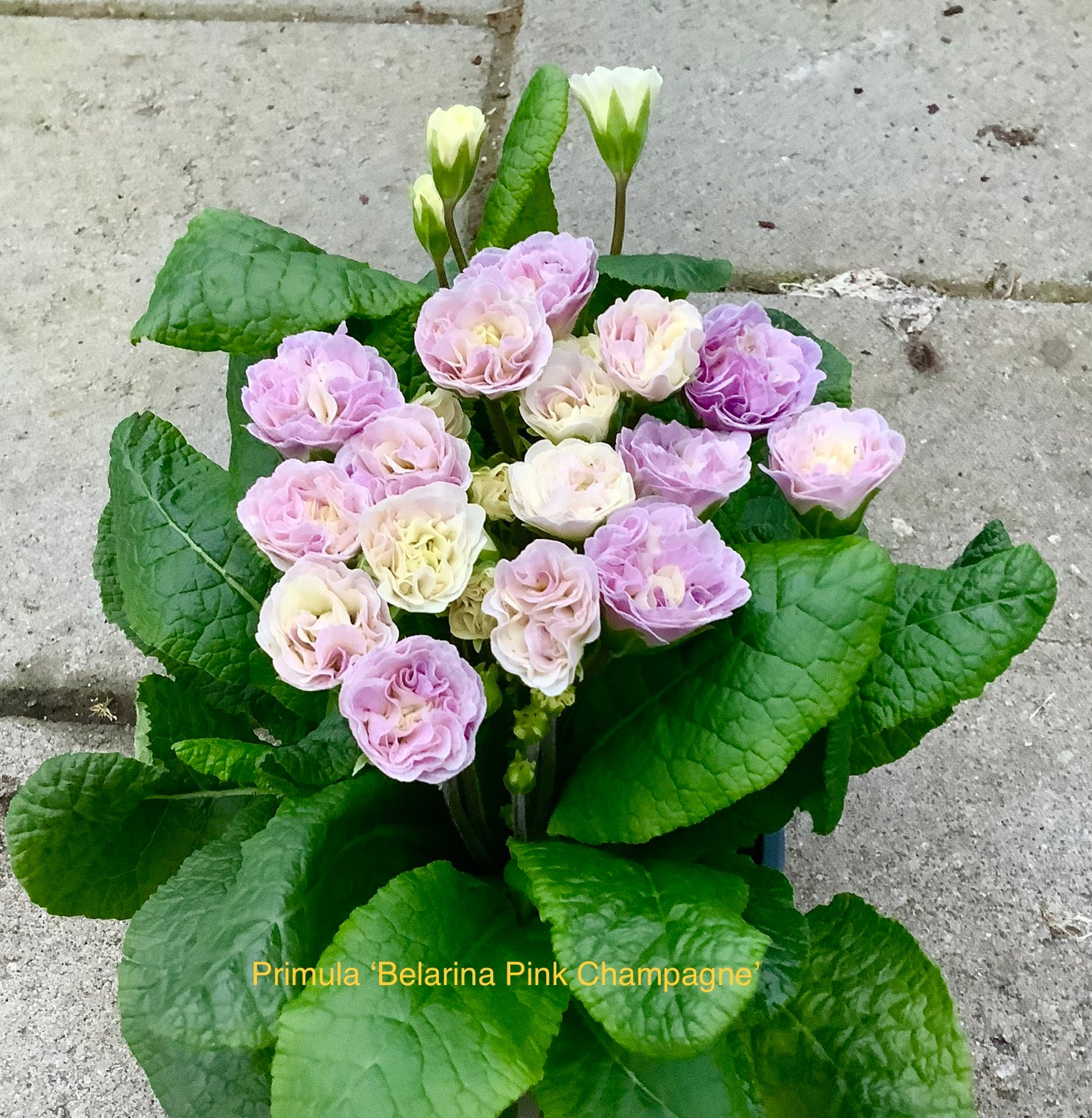 Primula Belarina ‘Pink Champagne’