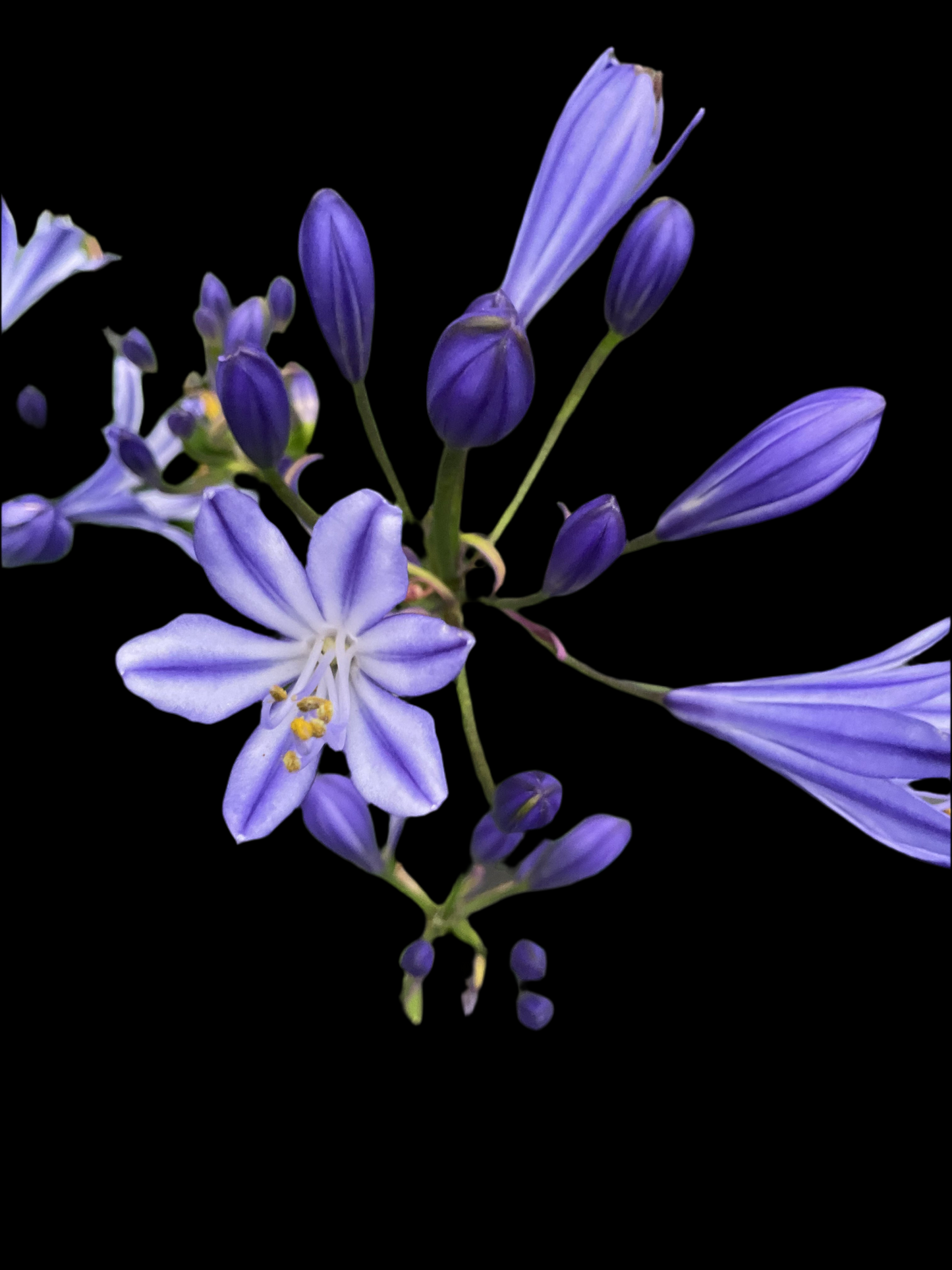 Agapanthus hybrid Blå, P19