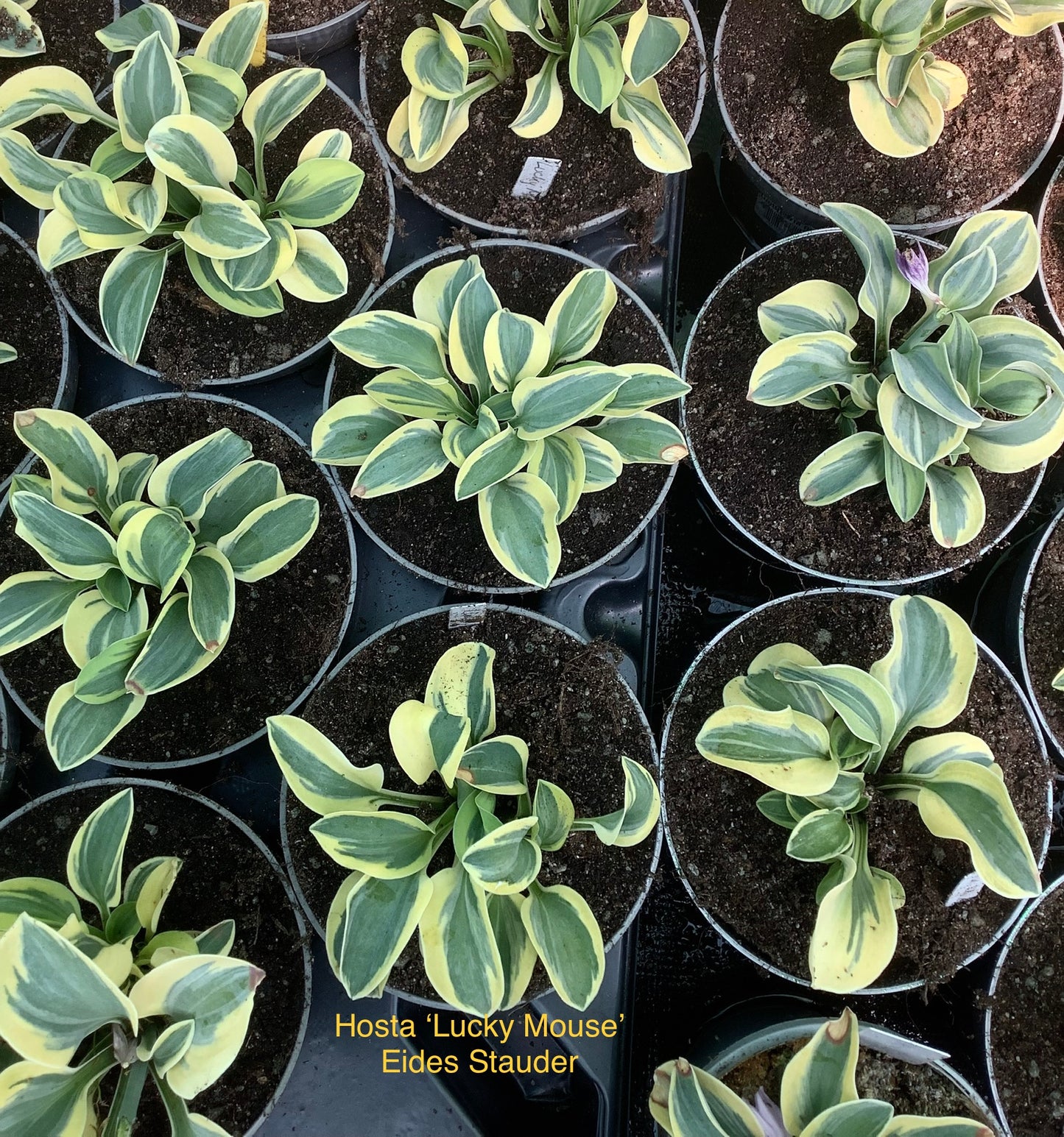 Hosta ‘Lucky Mouse’