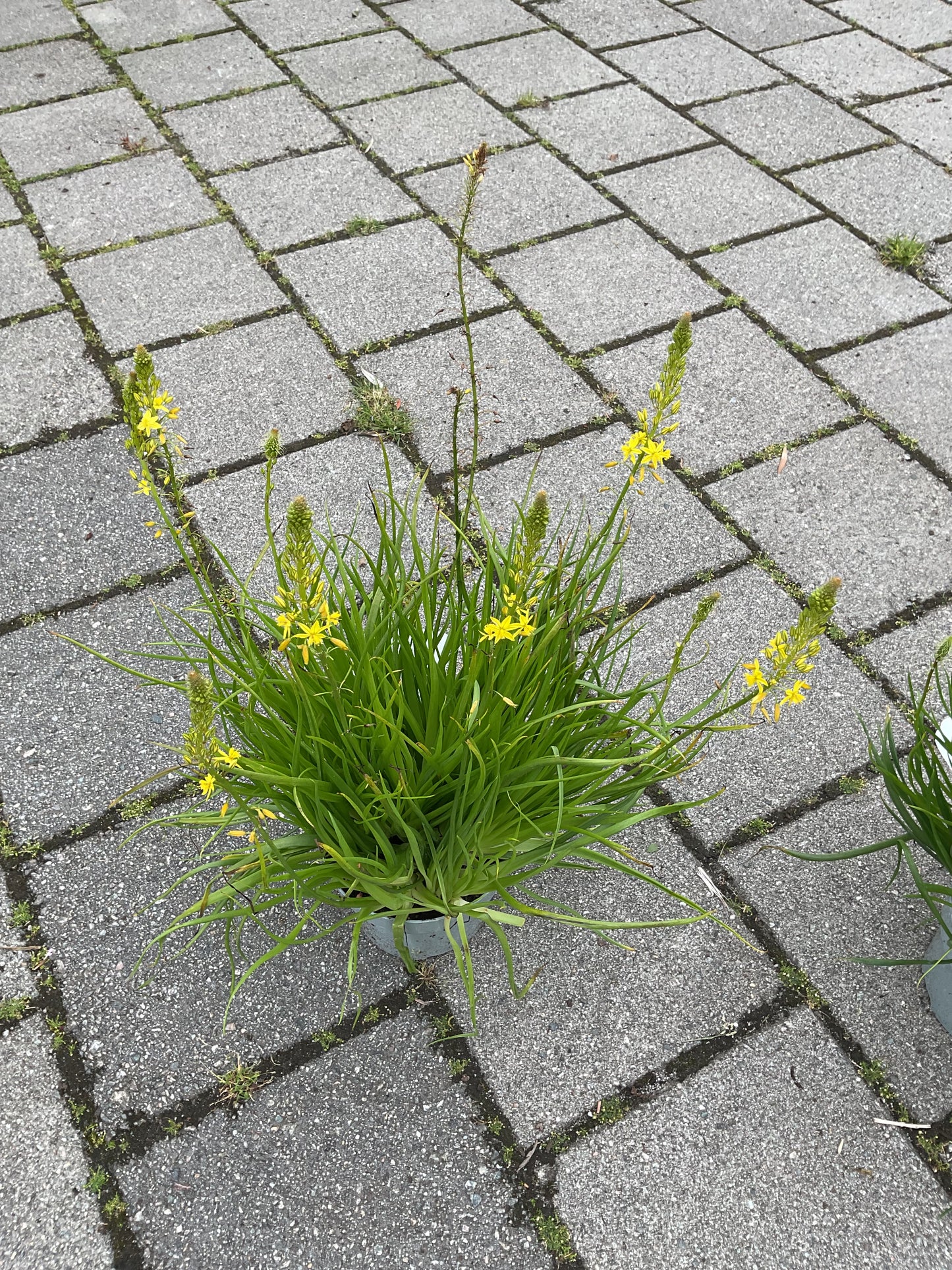 Bulbine natalensis, gul P17