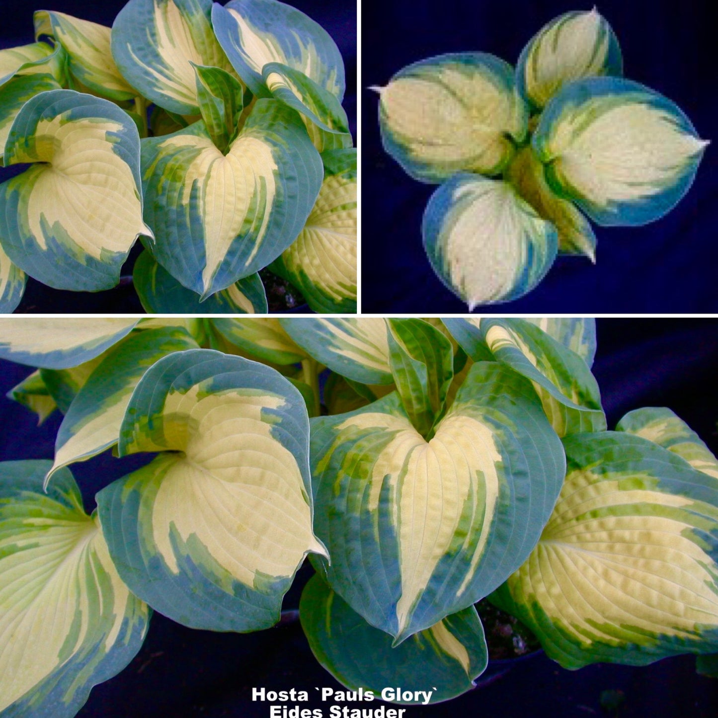 Hosta ‘Paul’s Glory’