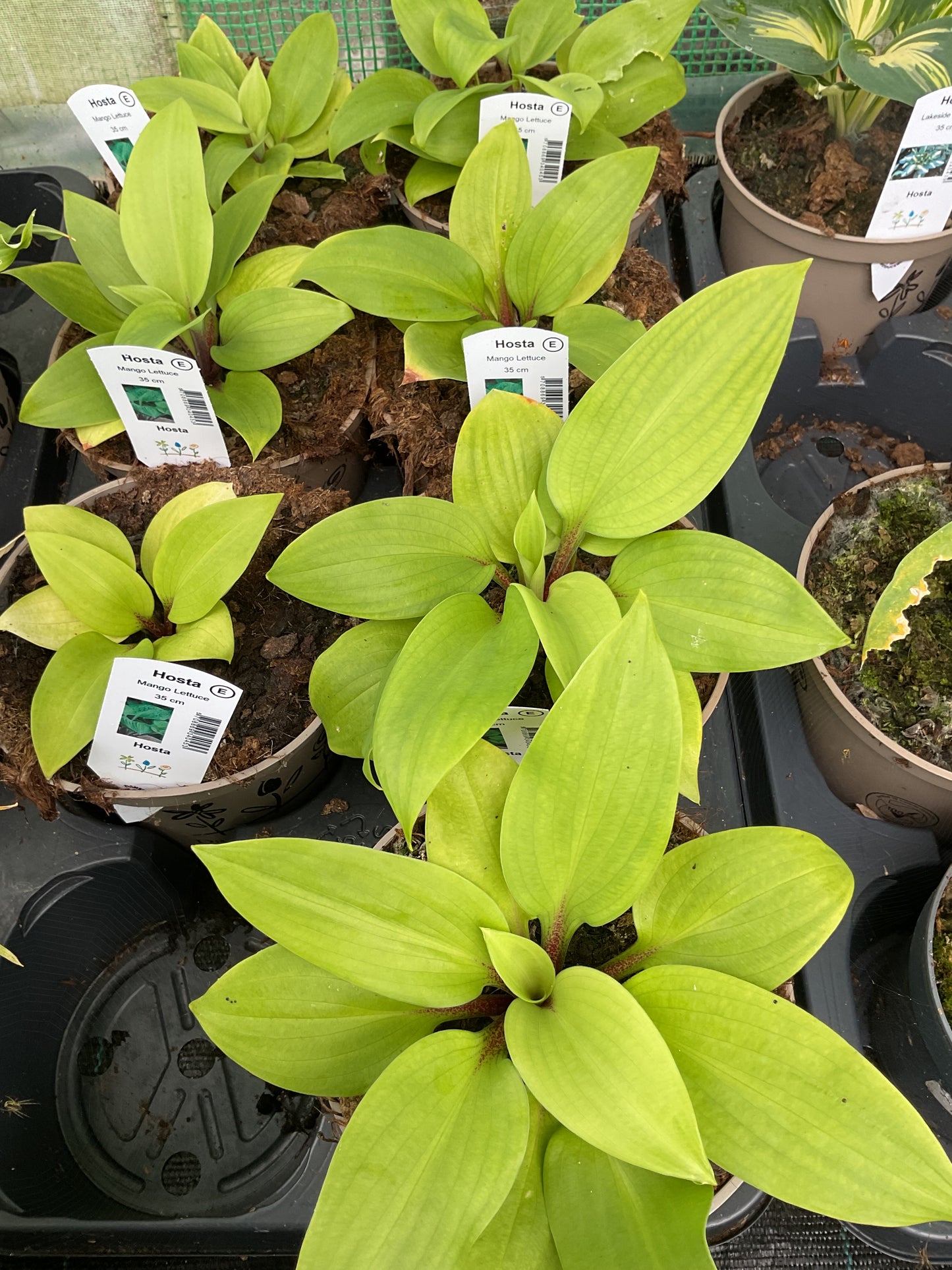 Hosta ‘Mango Lettuce’