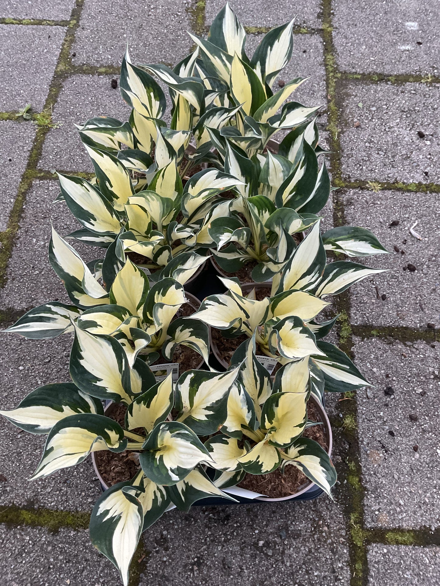 Hosta ‘Fire & Ice’ P15