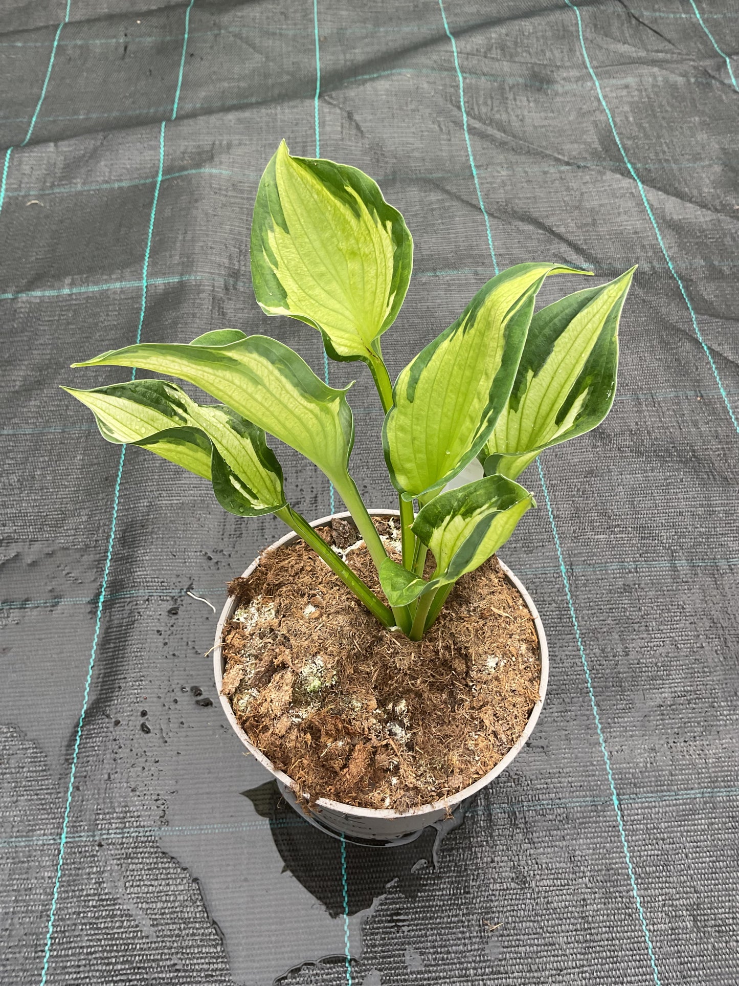 Hosta ‘Clifford’s Stingray’®️