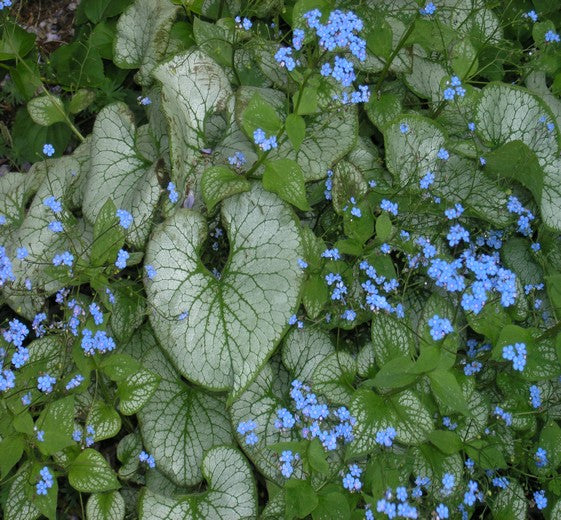 Brunnera macrophylla ‘Jack Frost’ P17