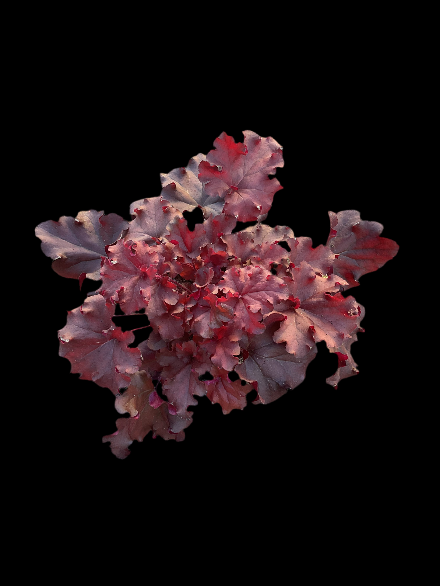 Heuchera ‘Boysenberry’ P15