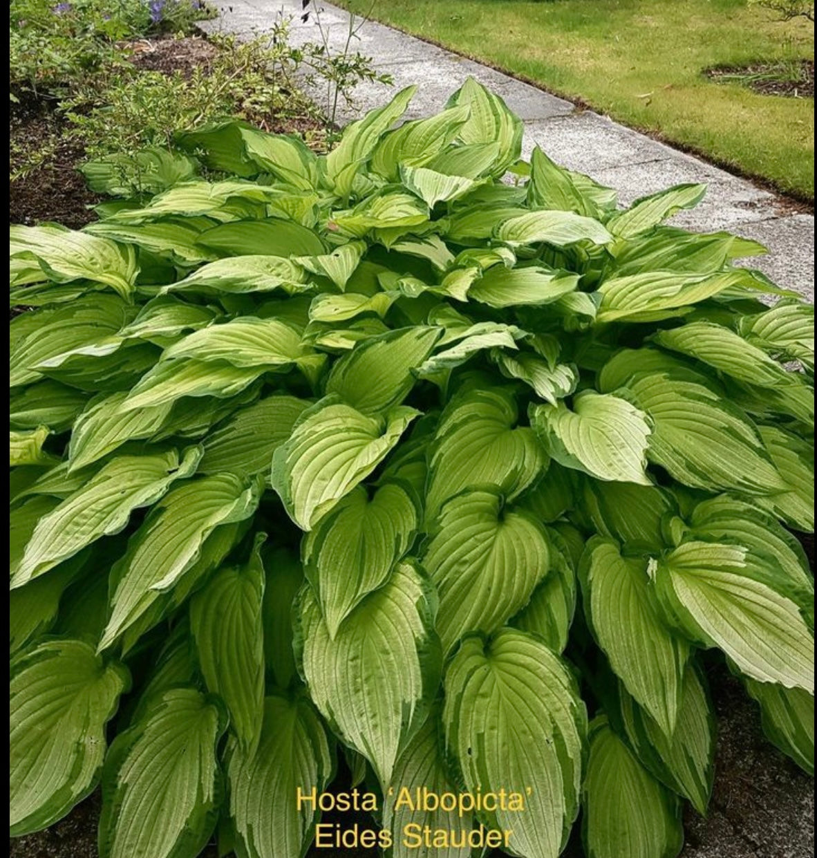 Hosta ‘Fortunei Albopicta’ P15