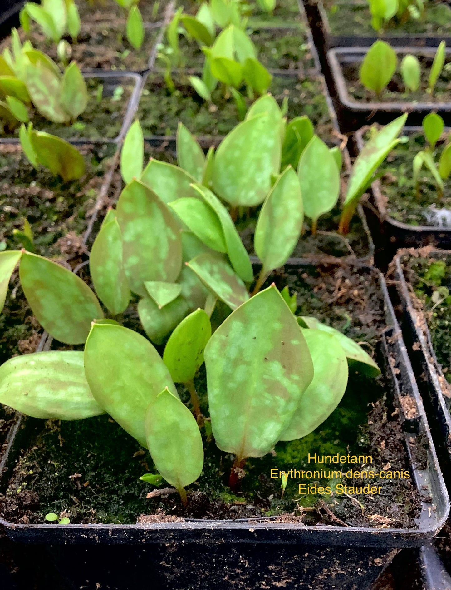 Erythronium dens-canis