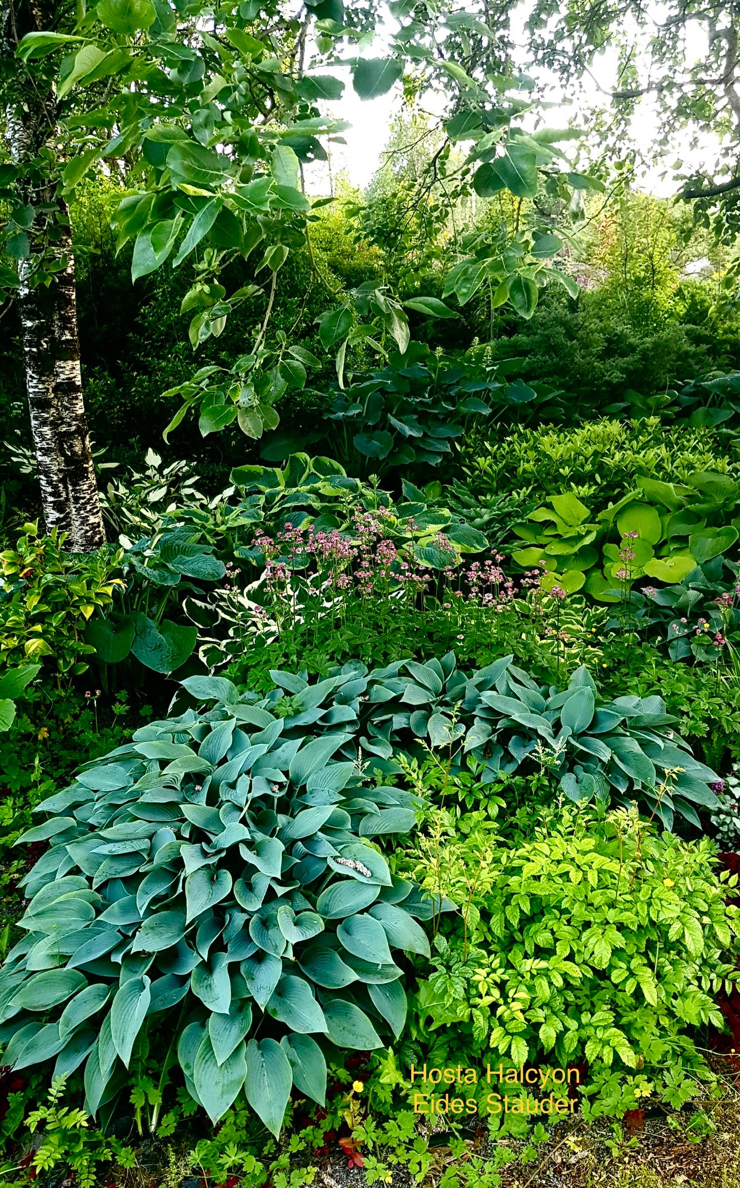 Hosta ‘Halcyon’ P15