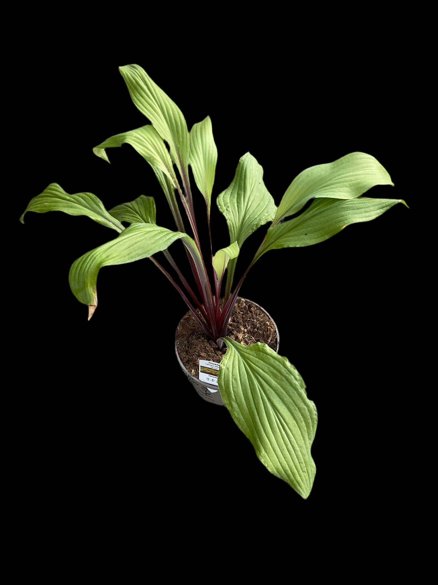 Hosta ‘Lipstick Blonde’ P15