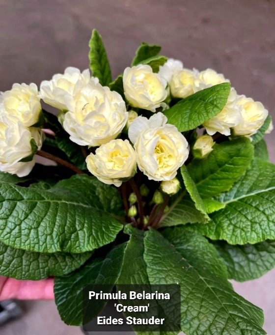 Primula Belarina ‘Cream’