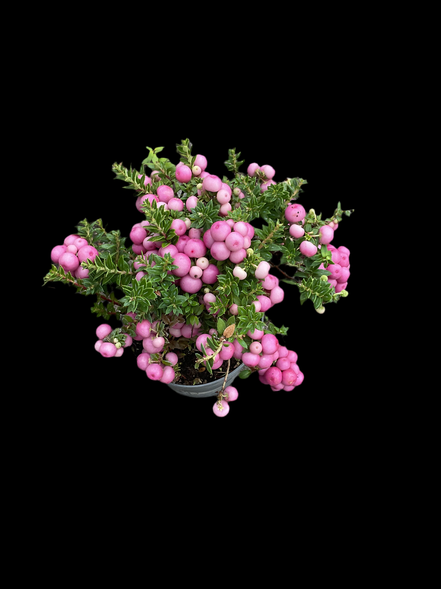 Gaultheria mucronata P11