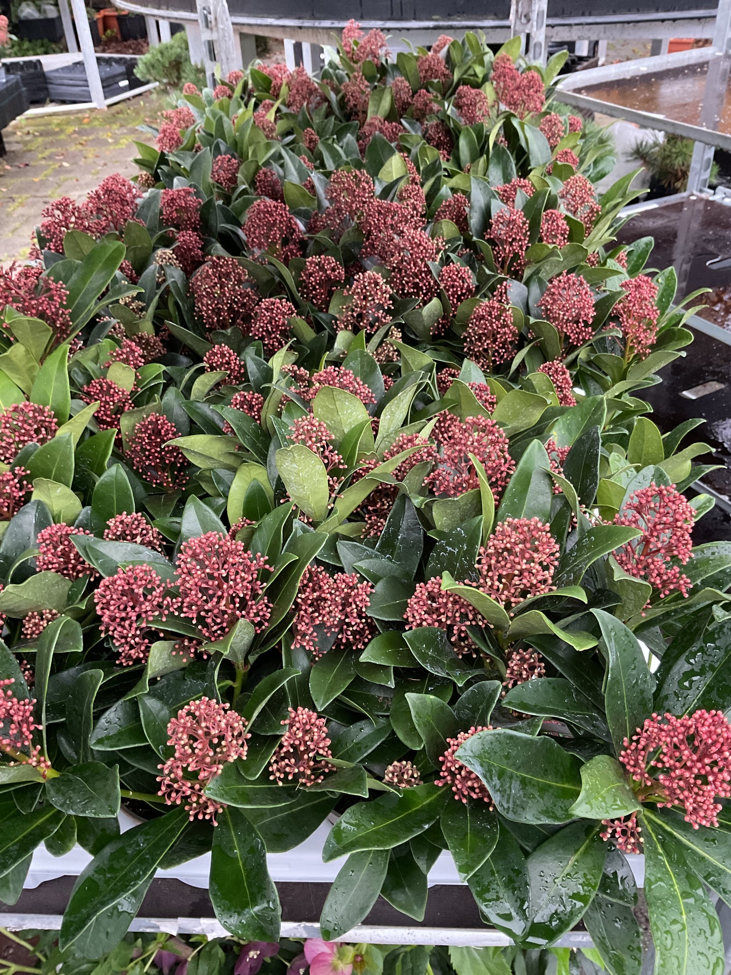 Skimmia japonica ‘Rubella’ P17