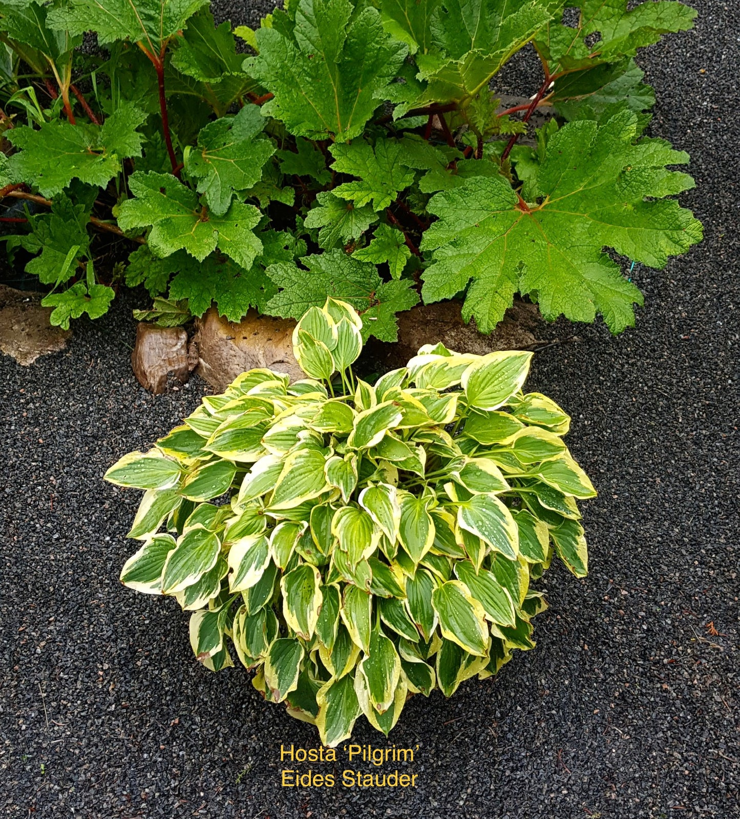 Hosta ‘Pilgrim’