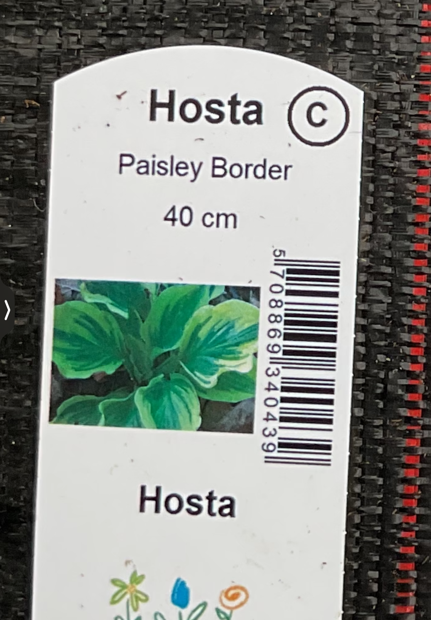 Hosta ‘Paisley Border’ P15